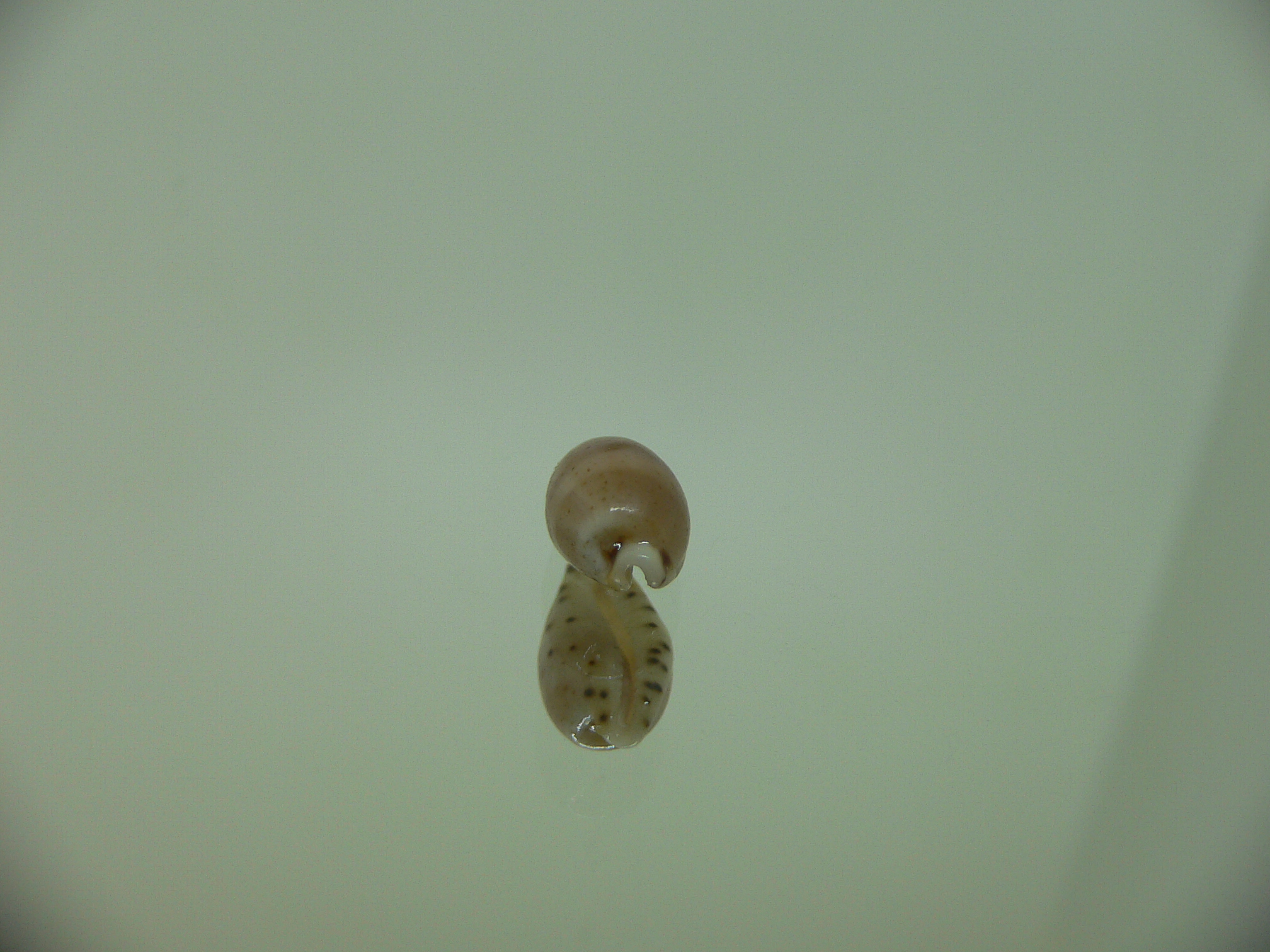 Cypraea contaminata SUPER & DARK)