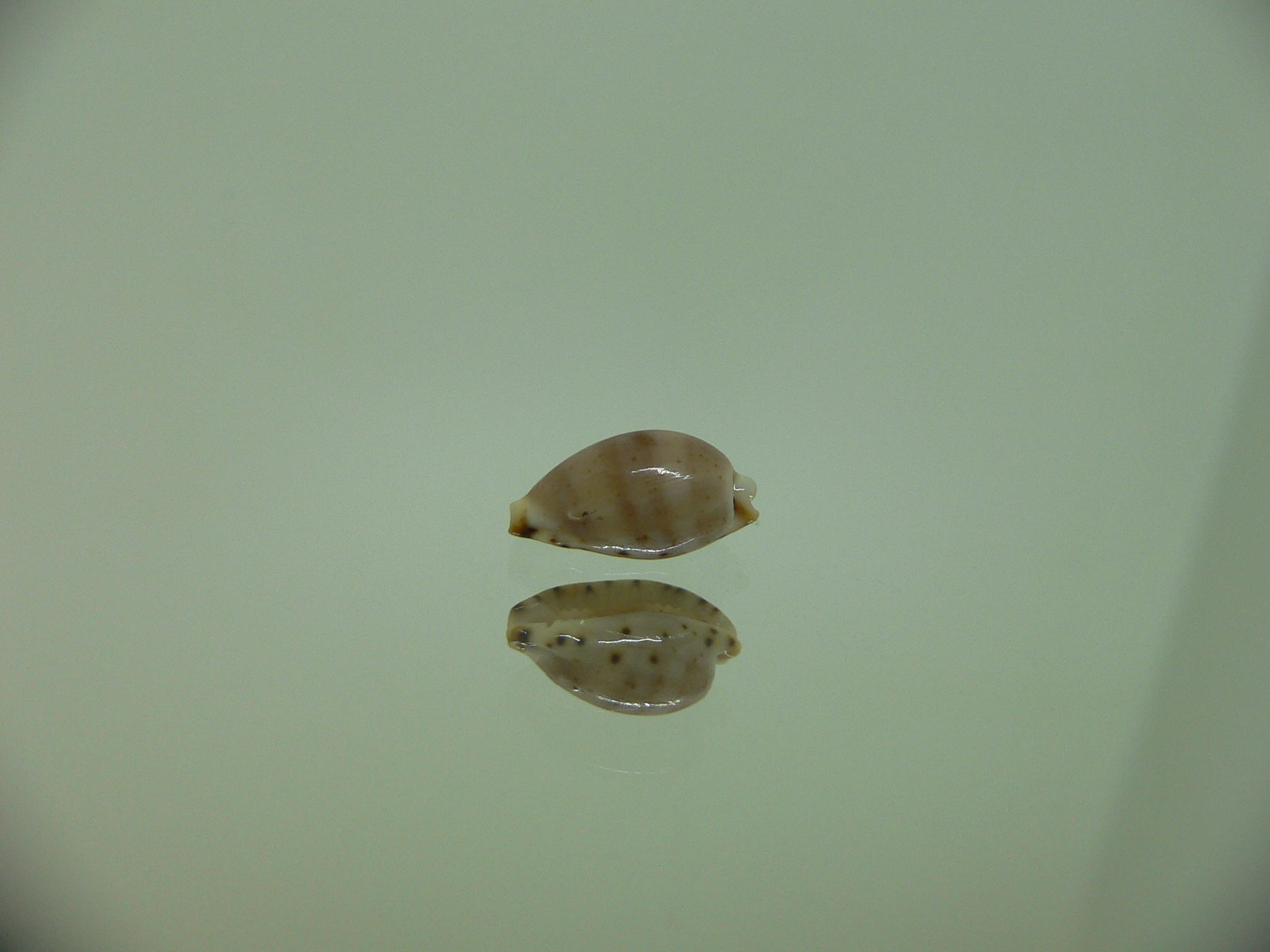 Cypraea contaminata SUPER & DARK)