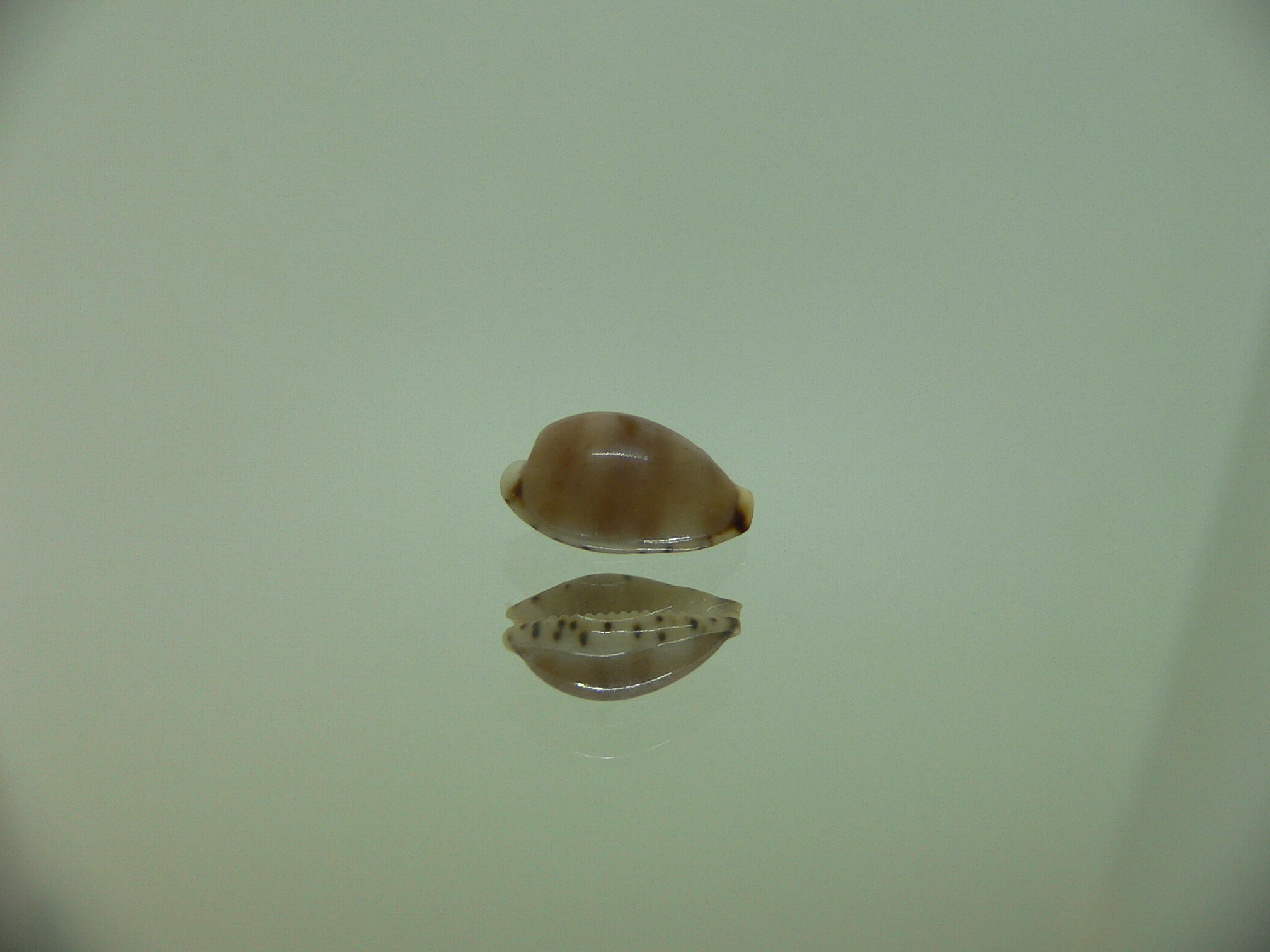 Cypraea contaminata SUPER & DARK)