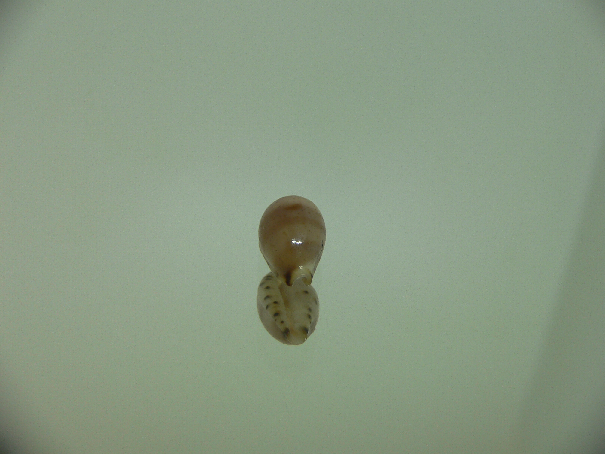Cypraea contaminata SUPER & DARK)