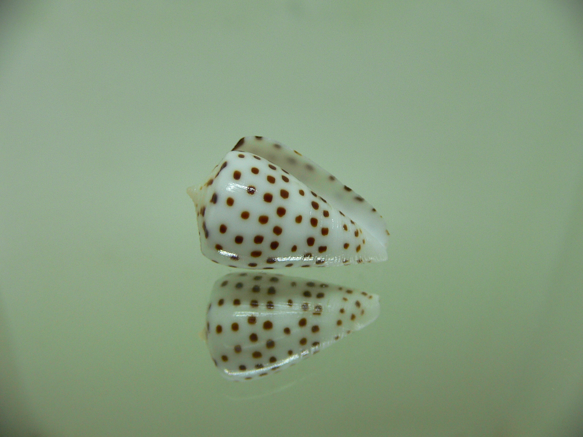 Conus eburneus crassis (var.)