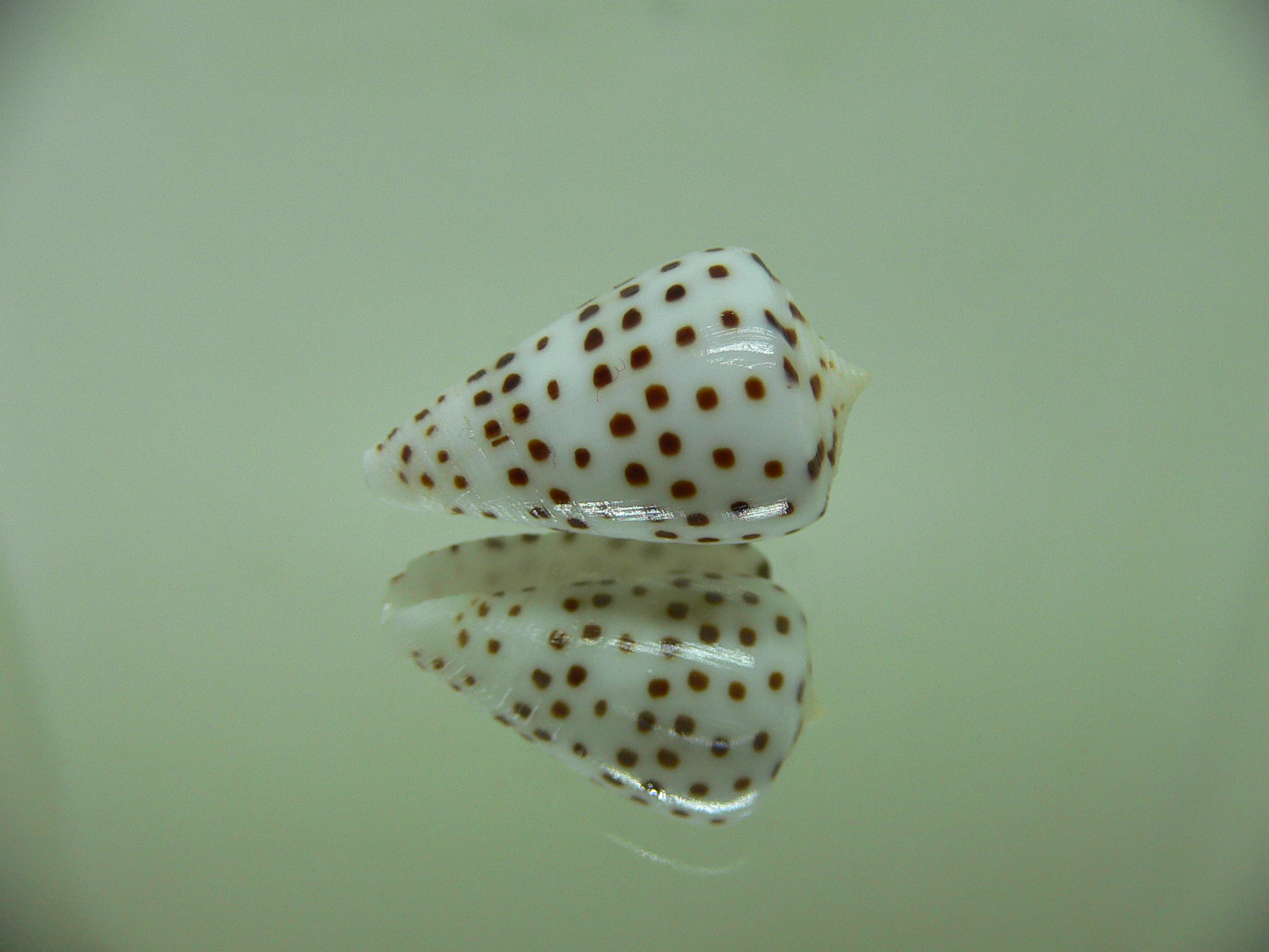 Conus eburneus crassis (var.)