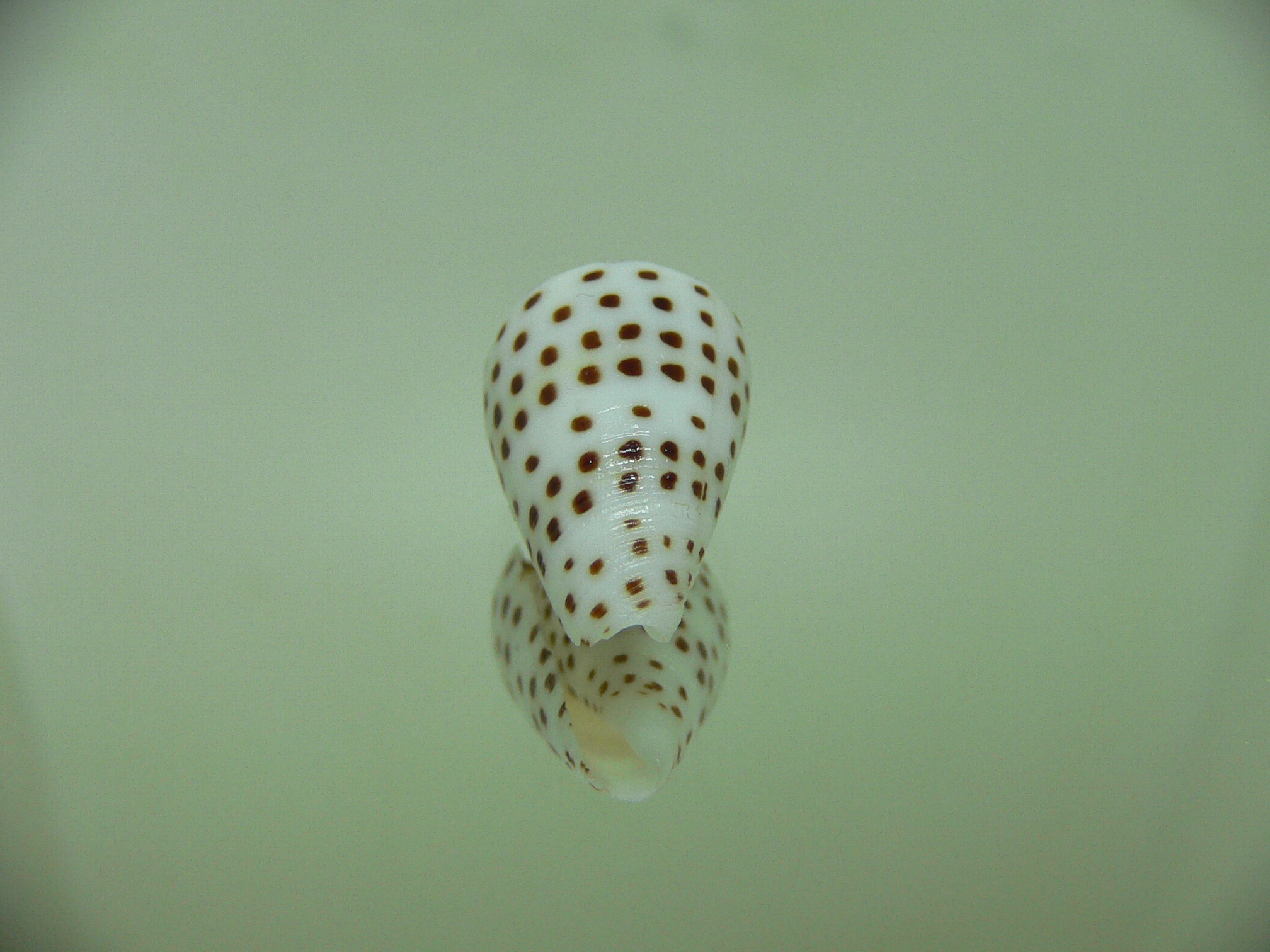 Conus eburneus crassis (var.)