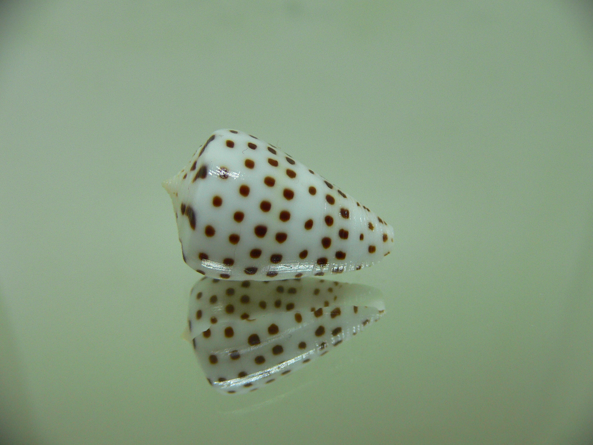 Conus eburneus crassis (var.)