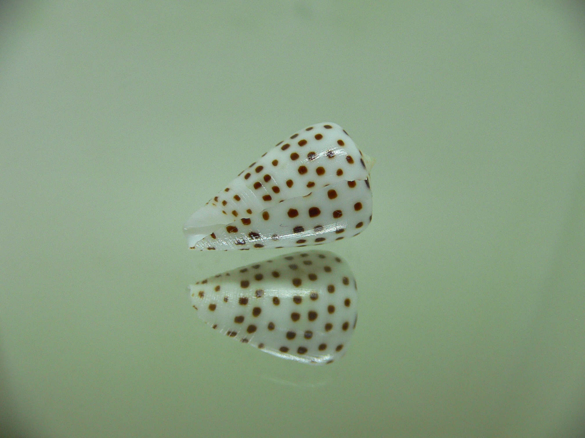 Conus eburneus crassis (var.)