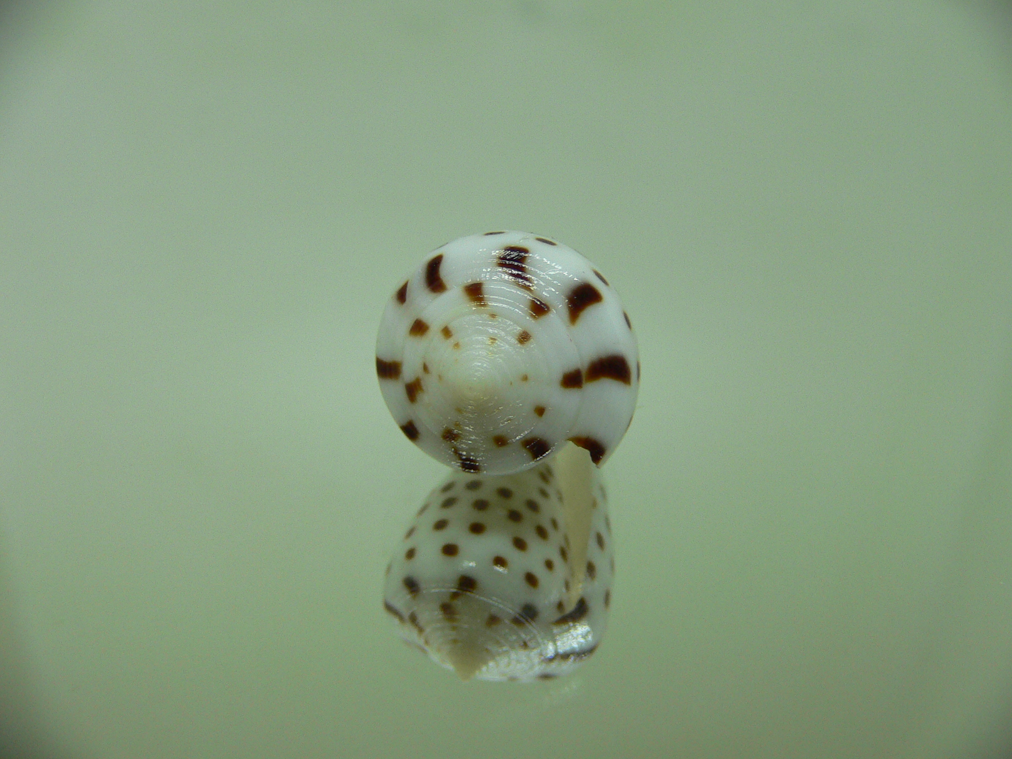 Conus eburneus crassis (var.)