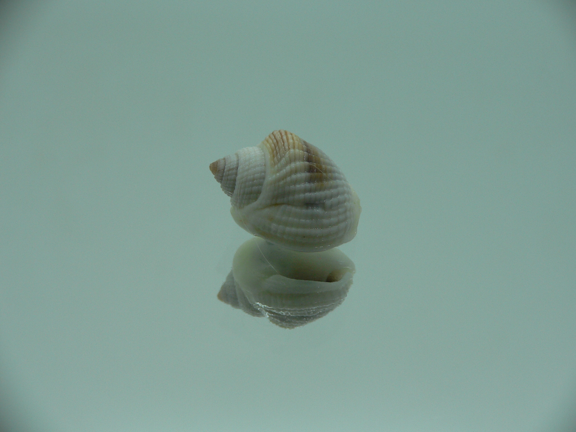 Nassarius elegantissimus BLONDE GIANT