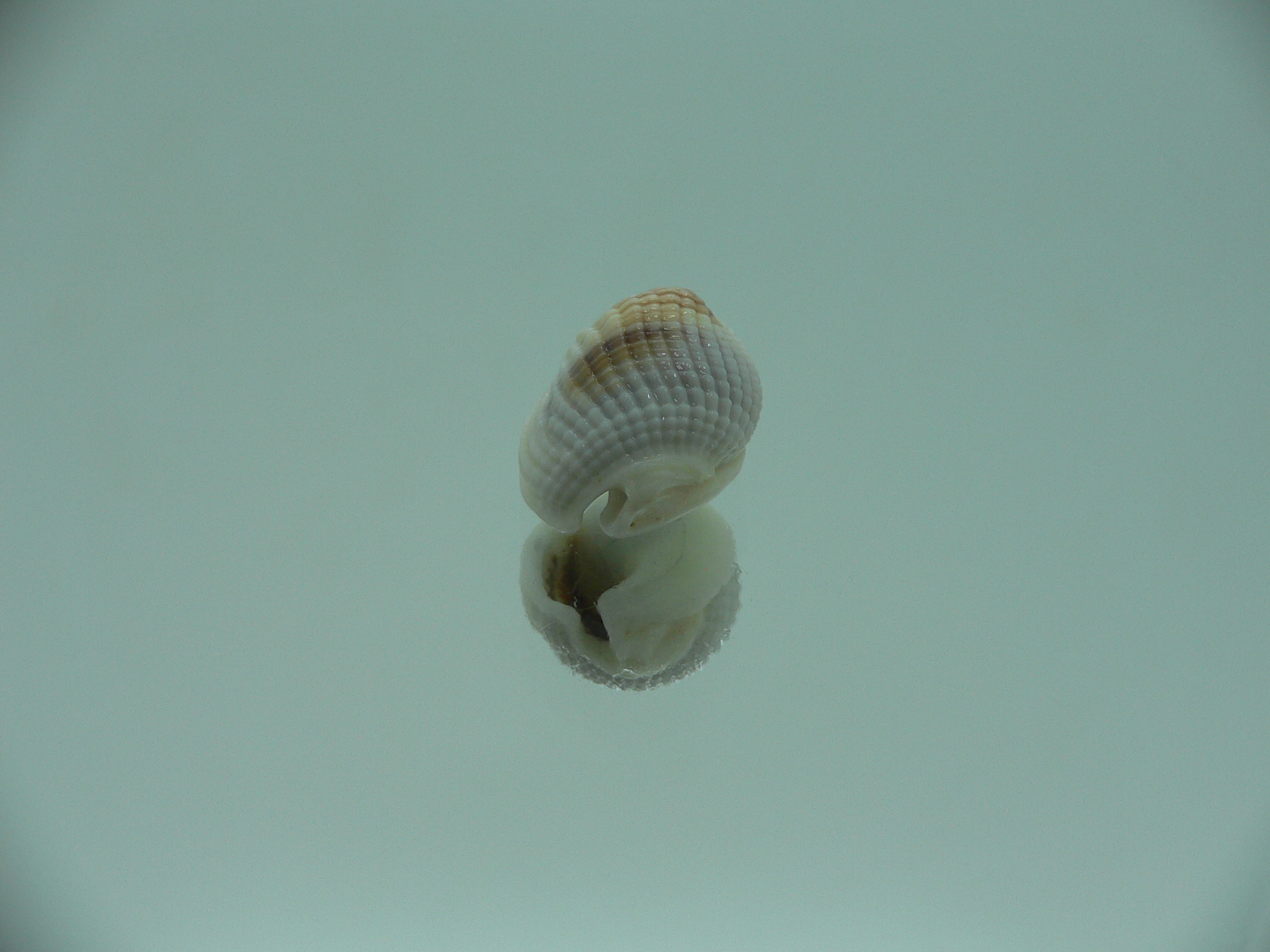 Nassarius elegantissimus BLONDE GIANT