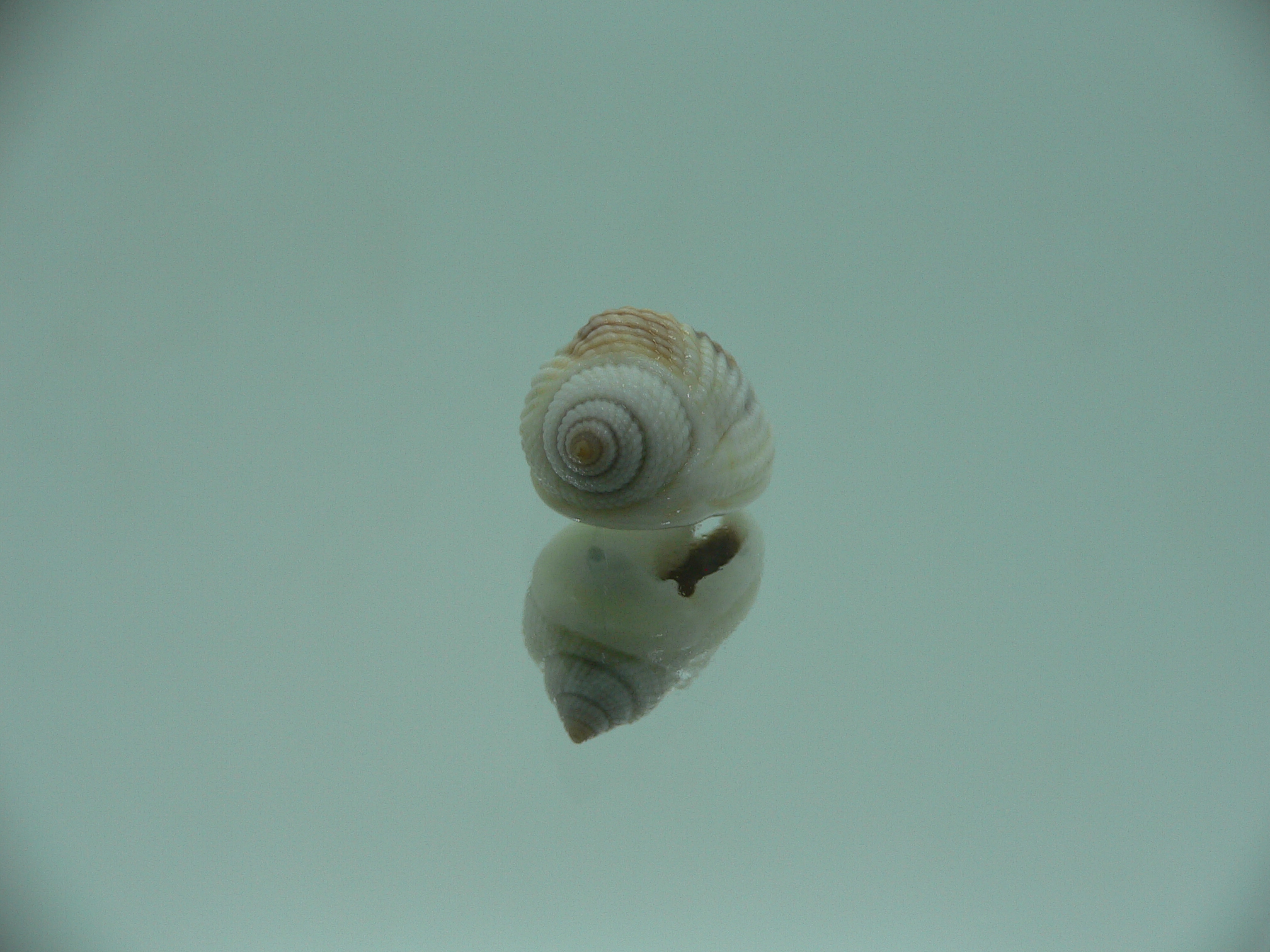 Nassarius elegantissimus BLONDE GIANT