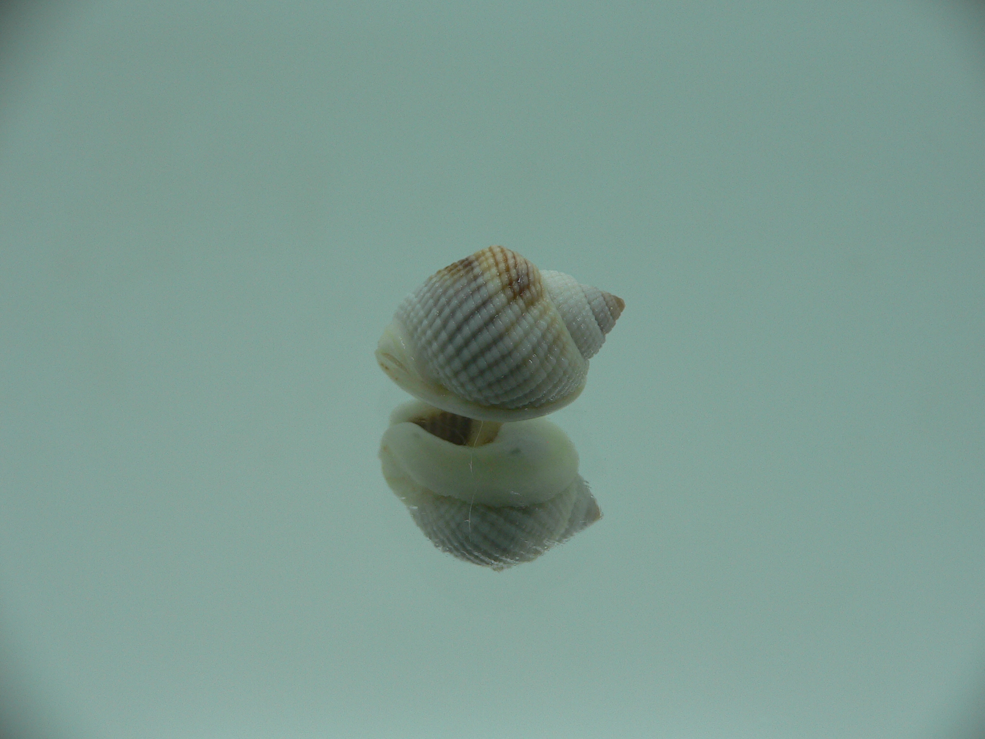 Nassarius elegantissimus BLONDE GIANT