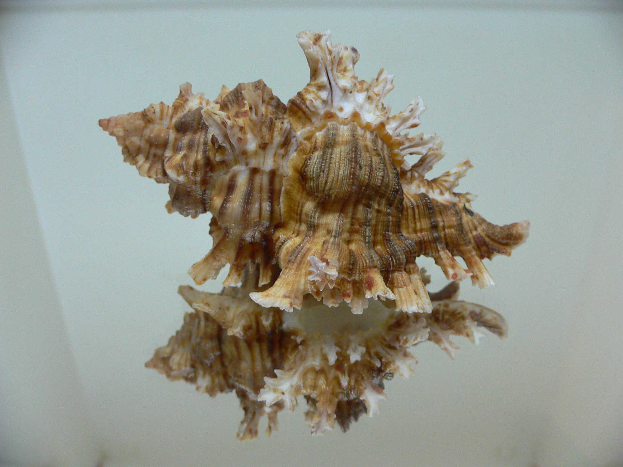 Chicoreus insularum