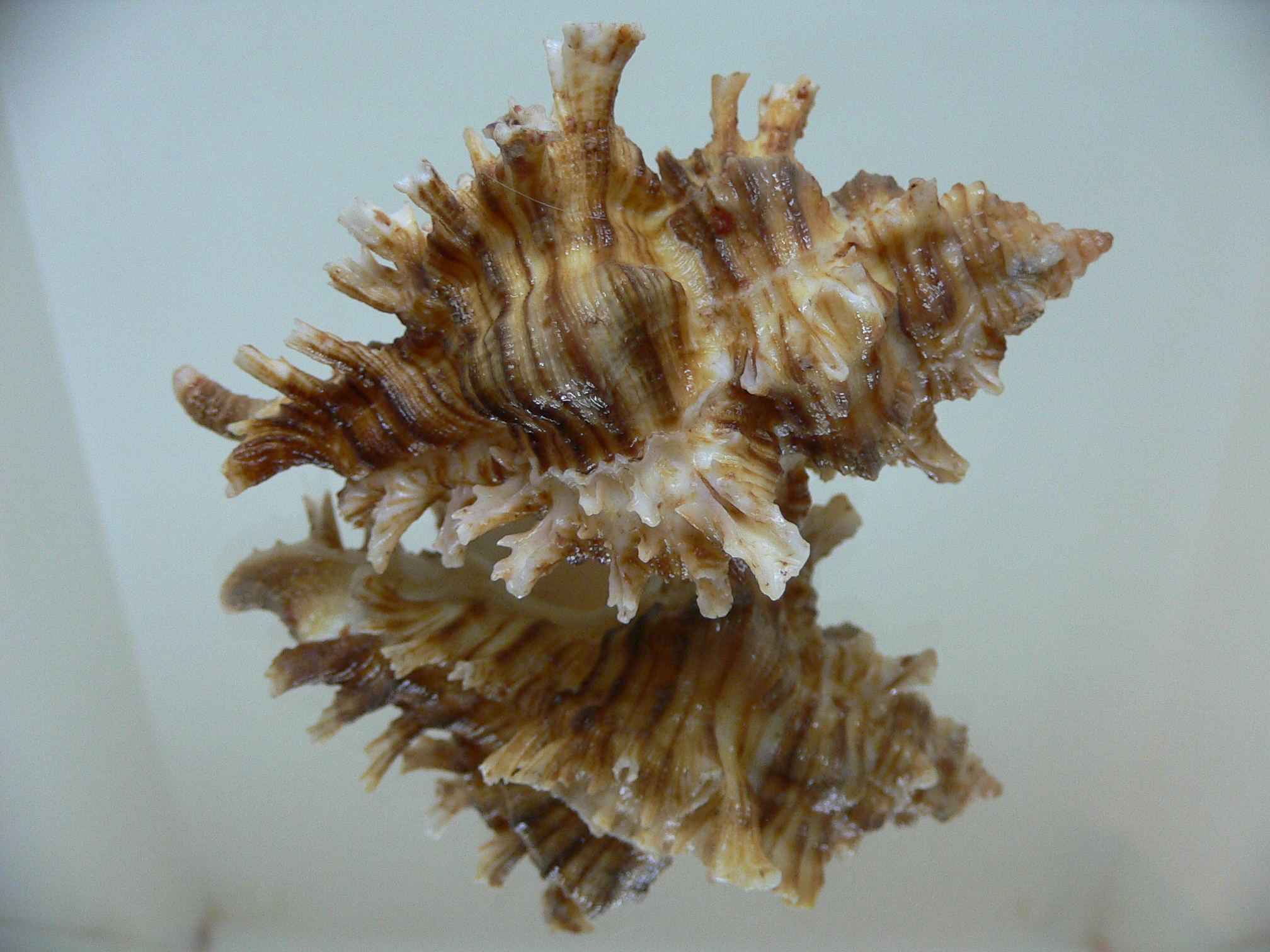 Chicoreus insularum