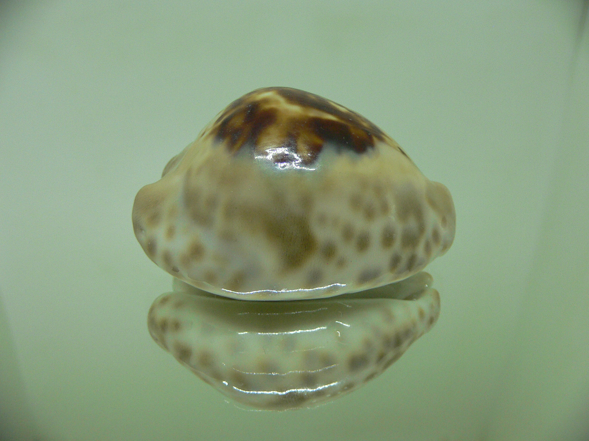 Cypraea teulerei ENDEMIC DARK & HADSOME