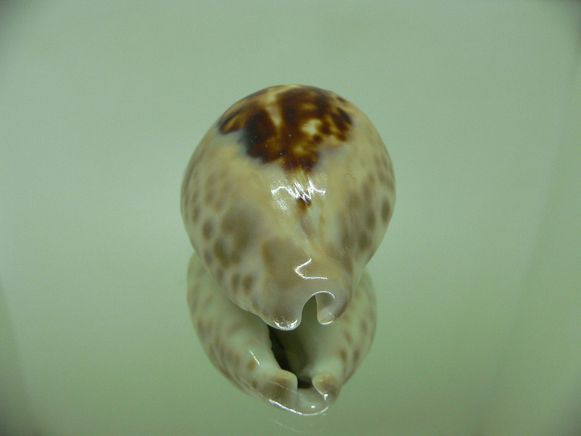 Cypraea teulerei ENDEMIC DARK & HADSOME