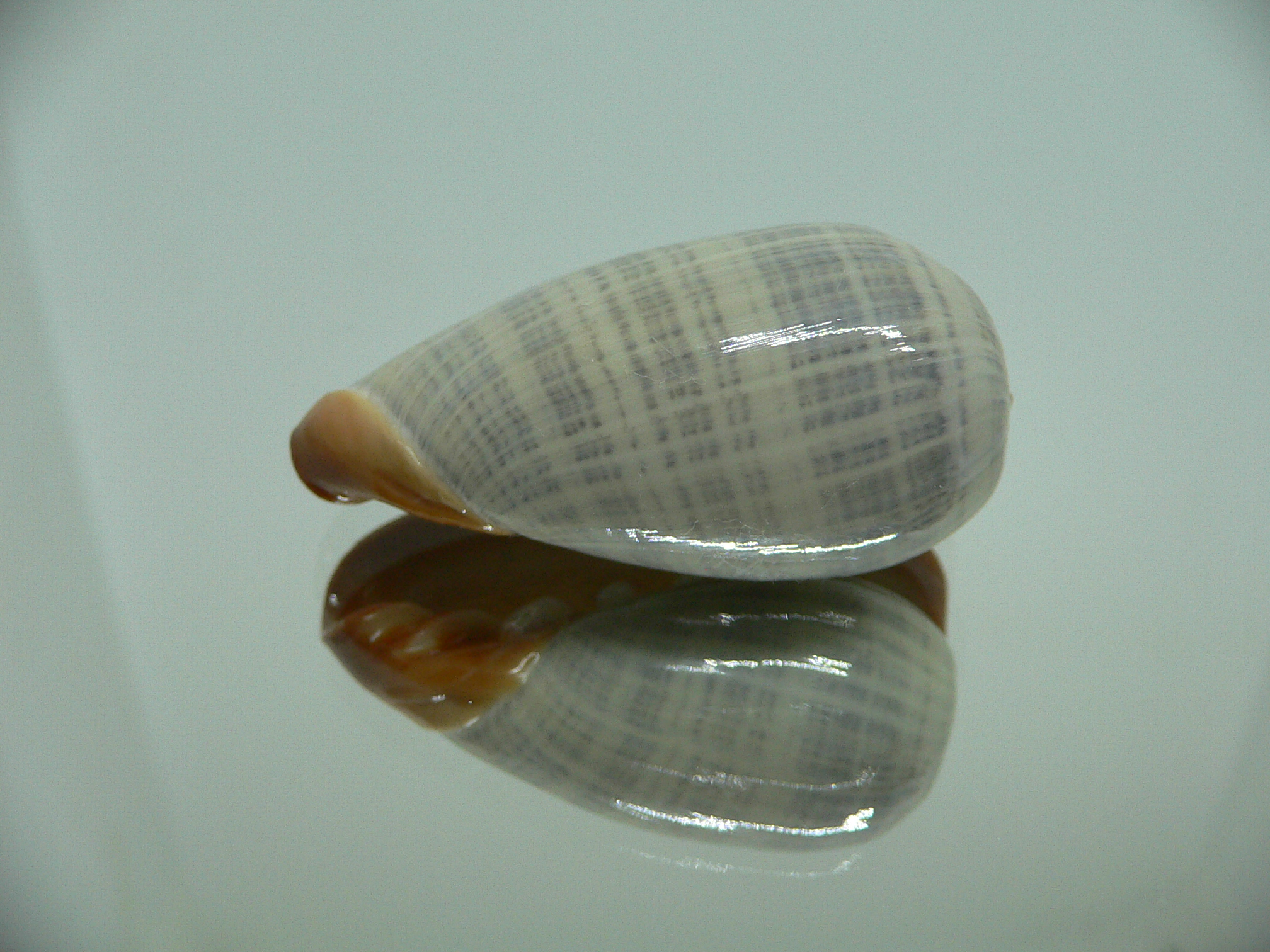 Cryptospira elegans IDEAL