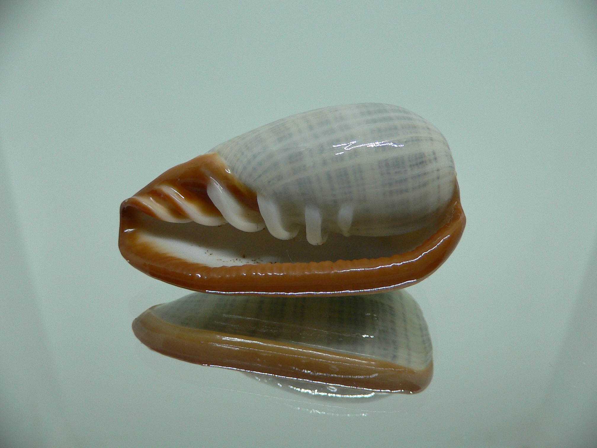 Cryptospira elegans IDEAL