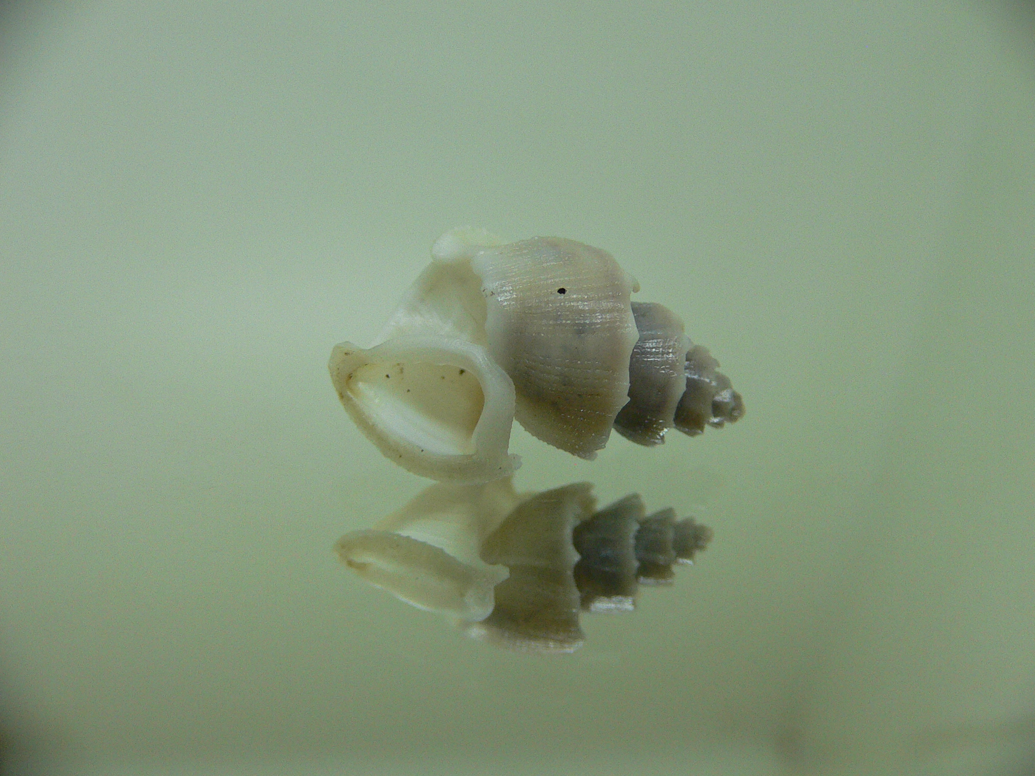 Trigonostoma thysthlon