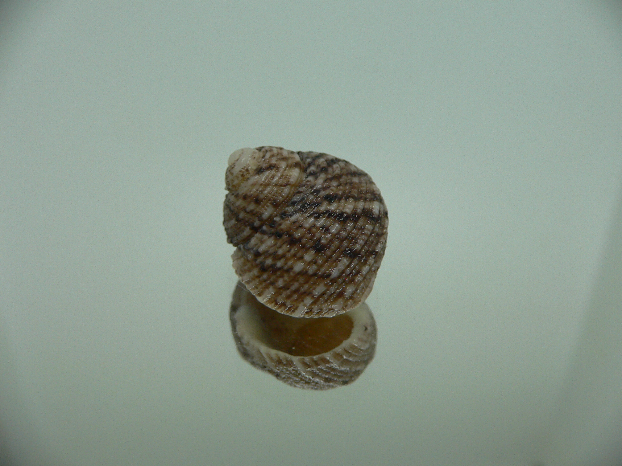 Monodonta nebulosa BIG