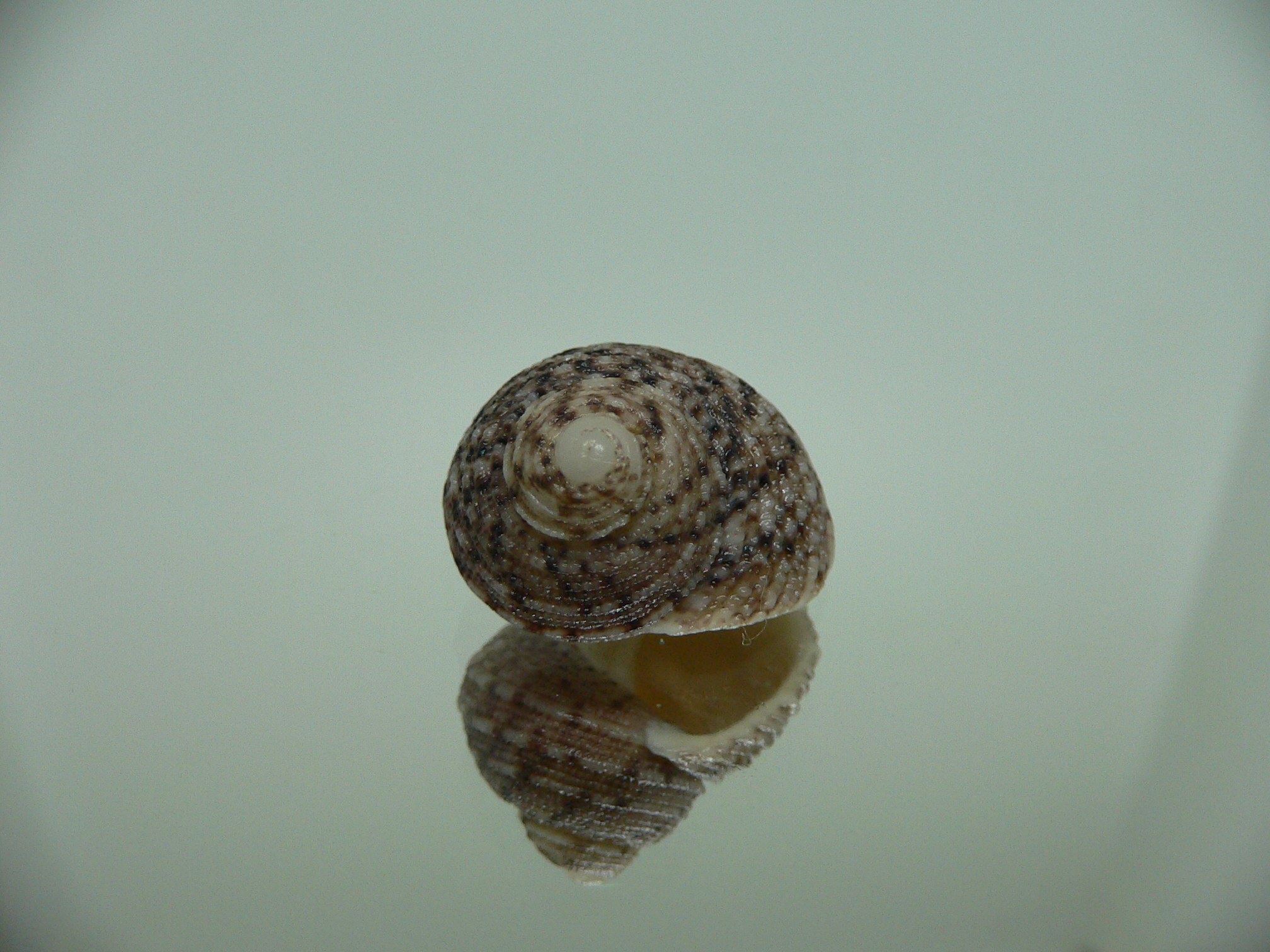 Monodonta nebulosa BIG