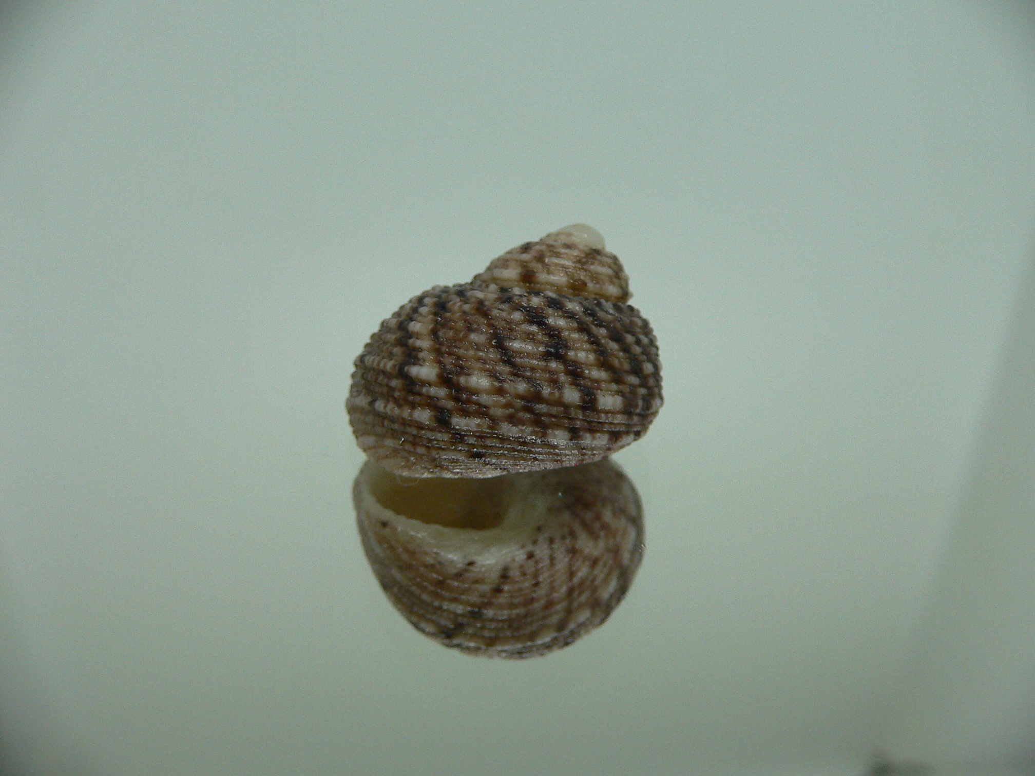 Monodonta nebulosa BIG