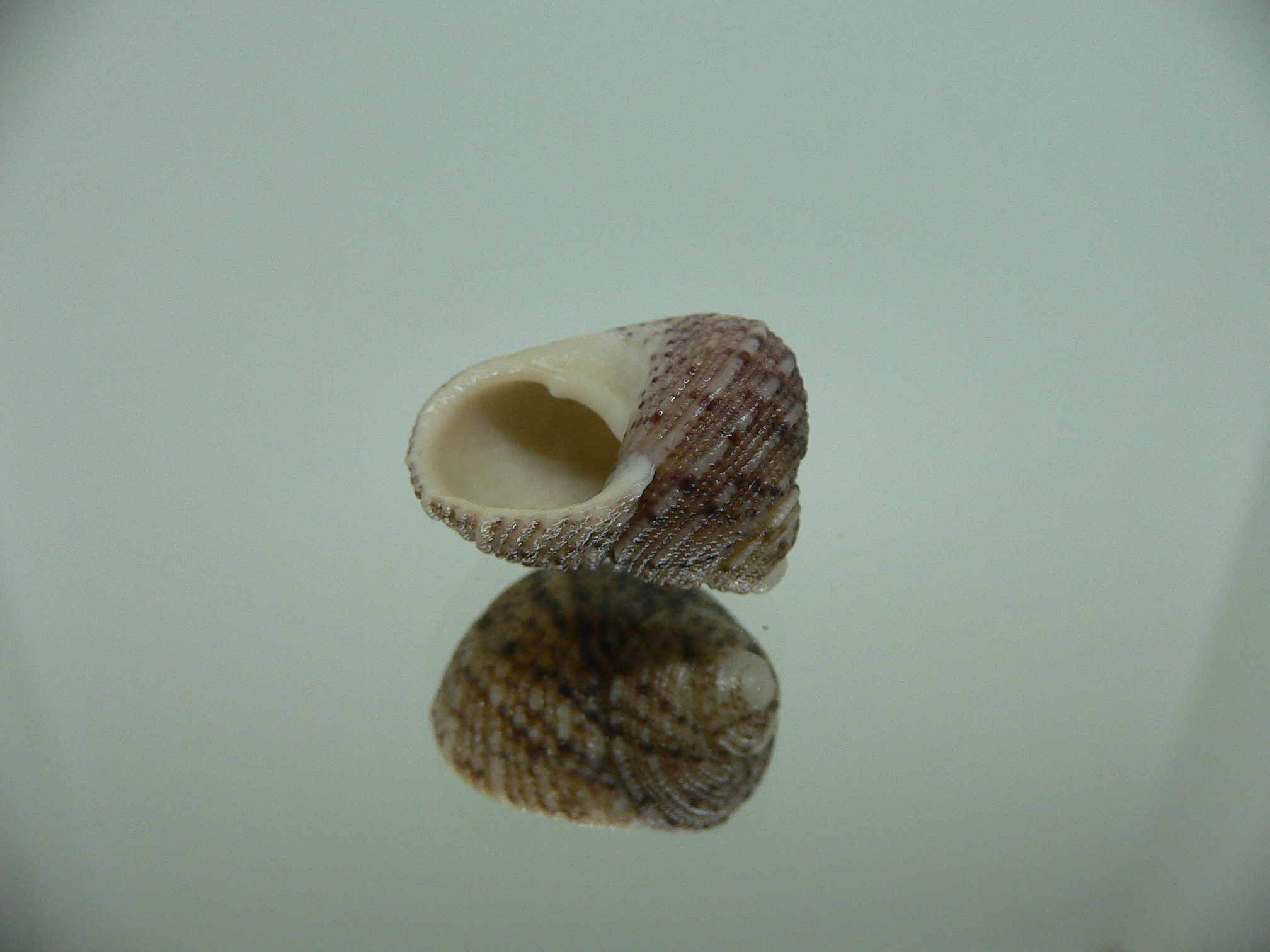 Monodonta nebulosa BIG