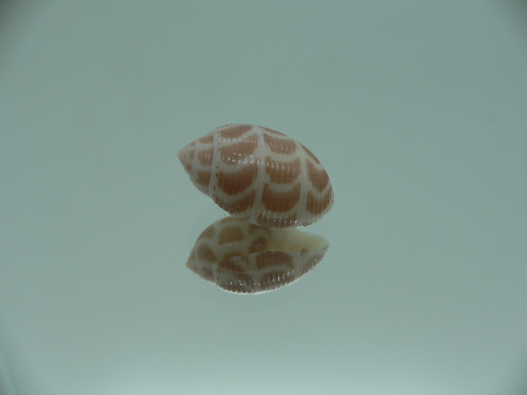Acteon cebuanus RARE