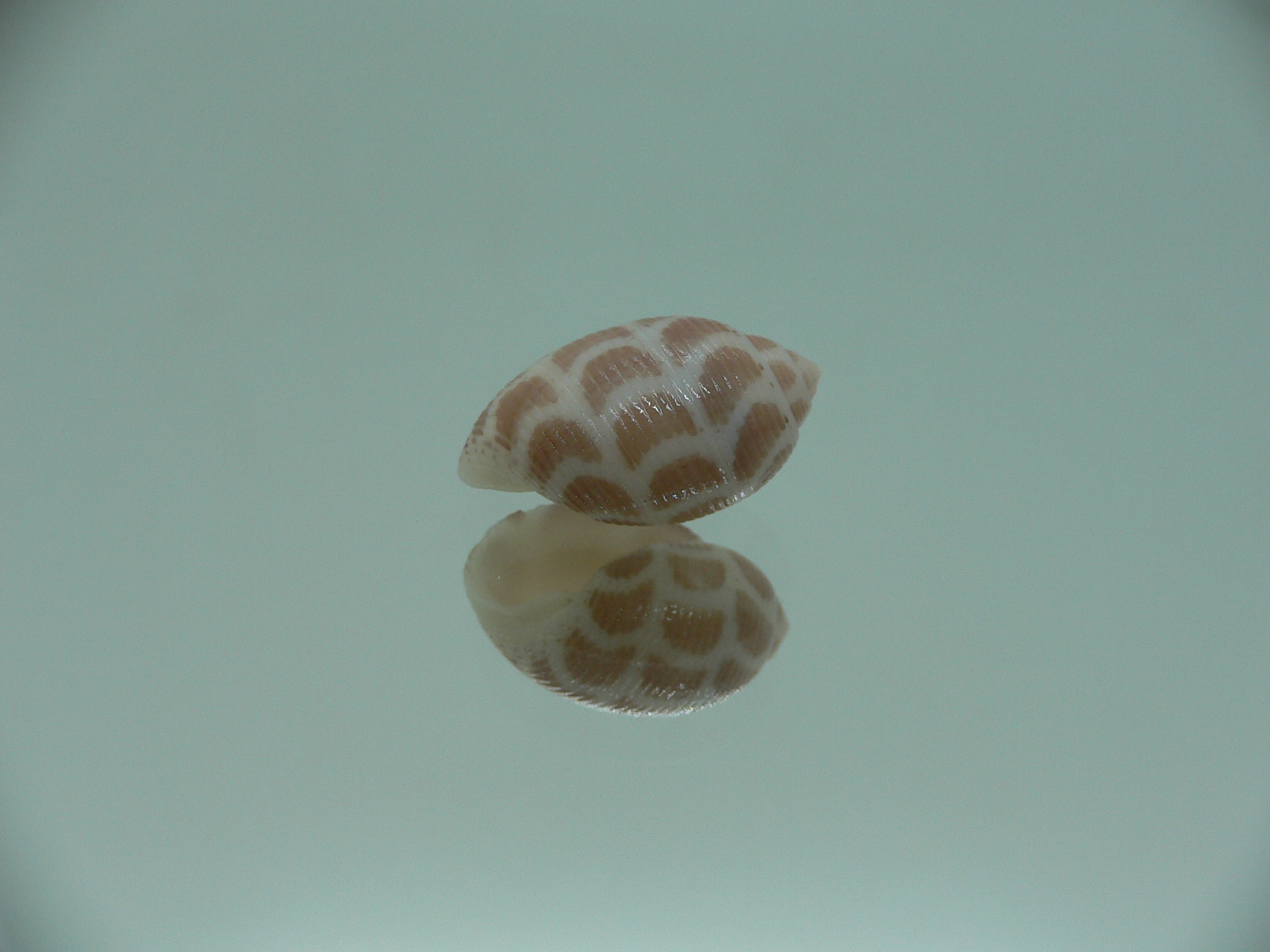 Acteon cebuanus RARE
