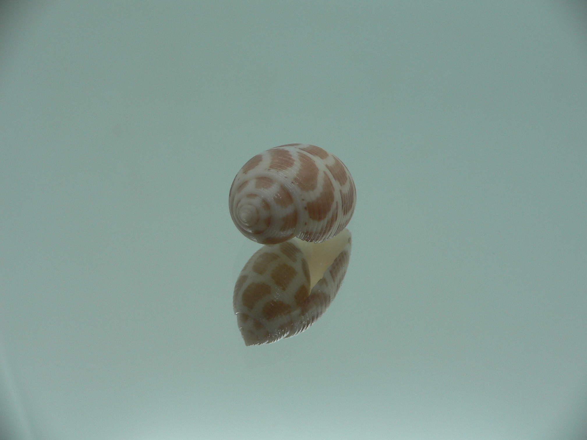 Acteon cebuanus RARE