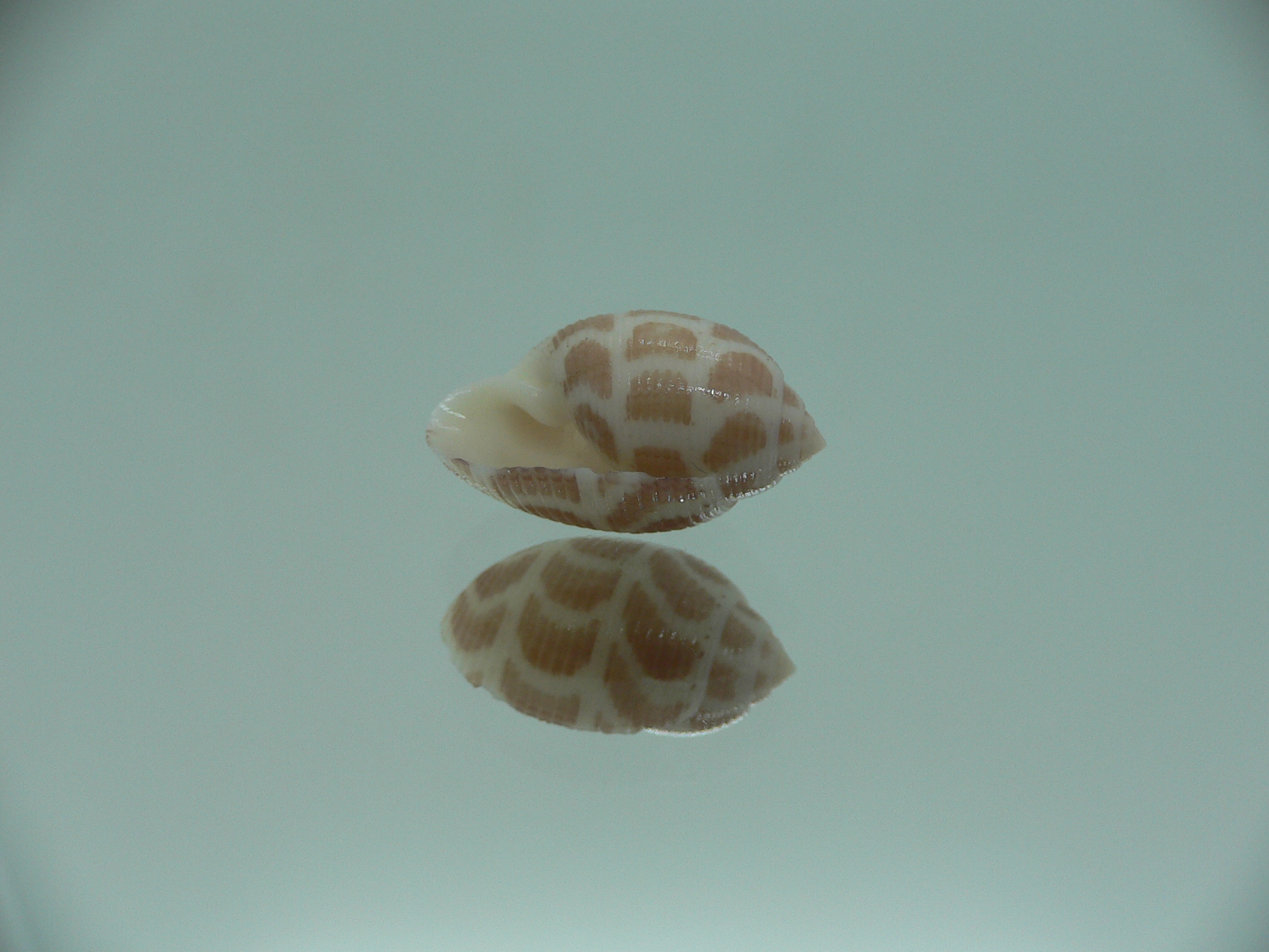 Acteon cebuanus RARE