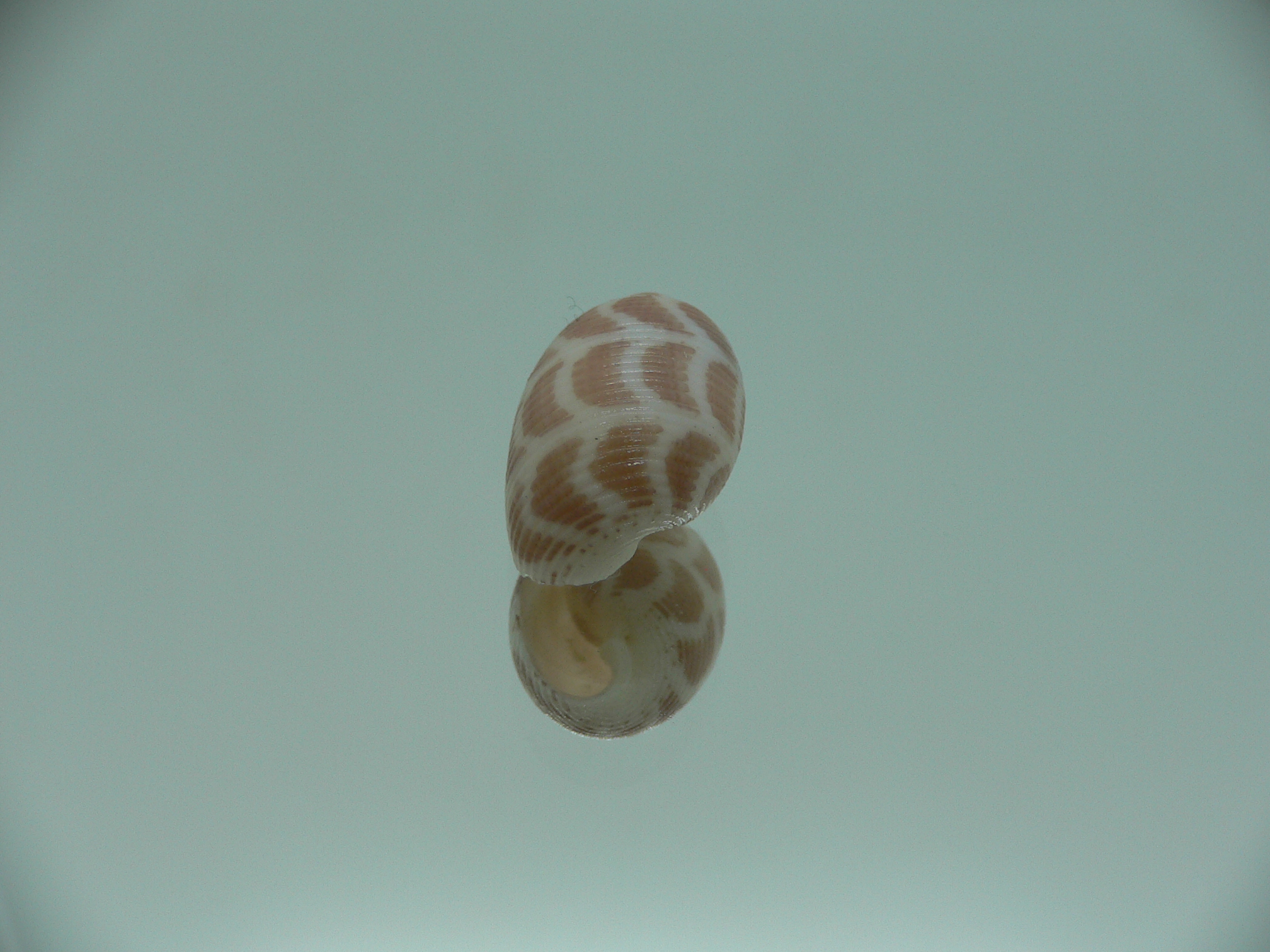 Acteon cebuanus RARE