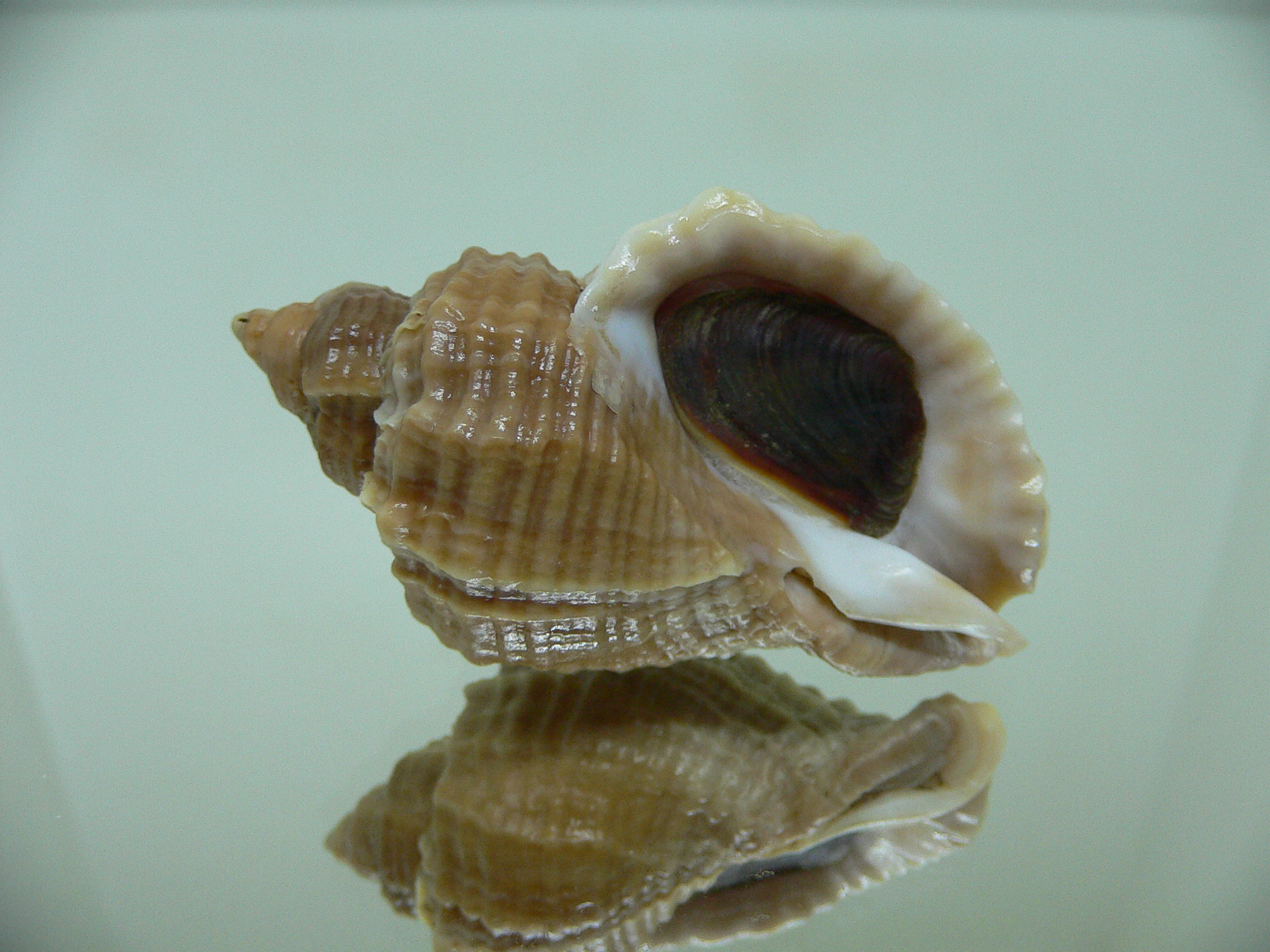 Nucella freycinetii elongata (var.) AMAZING BEAUTIFUL