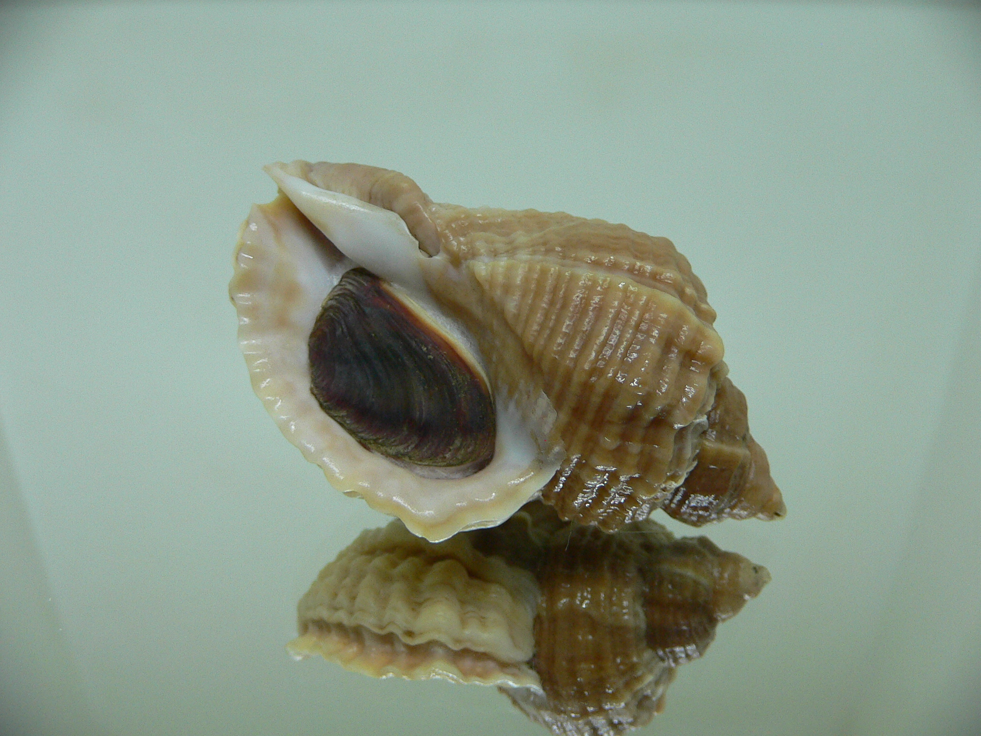 Nucella freycinetii elongata (var.) AMAZING BEAUTIFUL