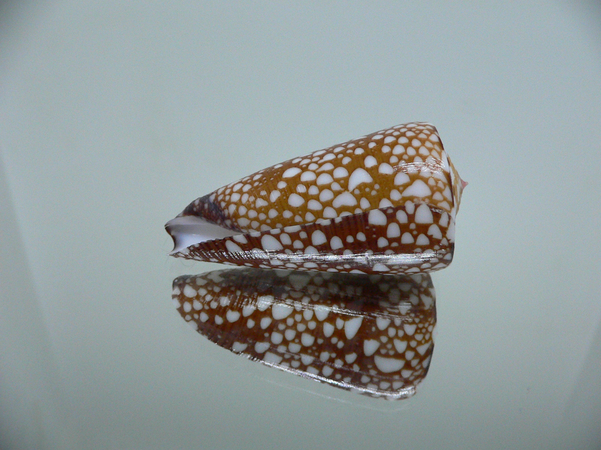 Conus nobilis gisellelieae SUPER & RUSTY