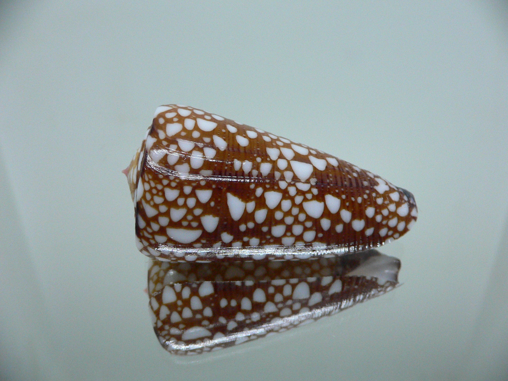 Conus nobilis gisellelieae SUPER & RUSTY
