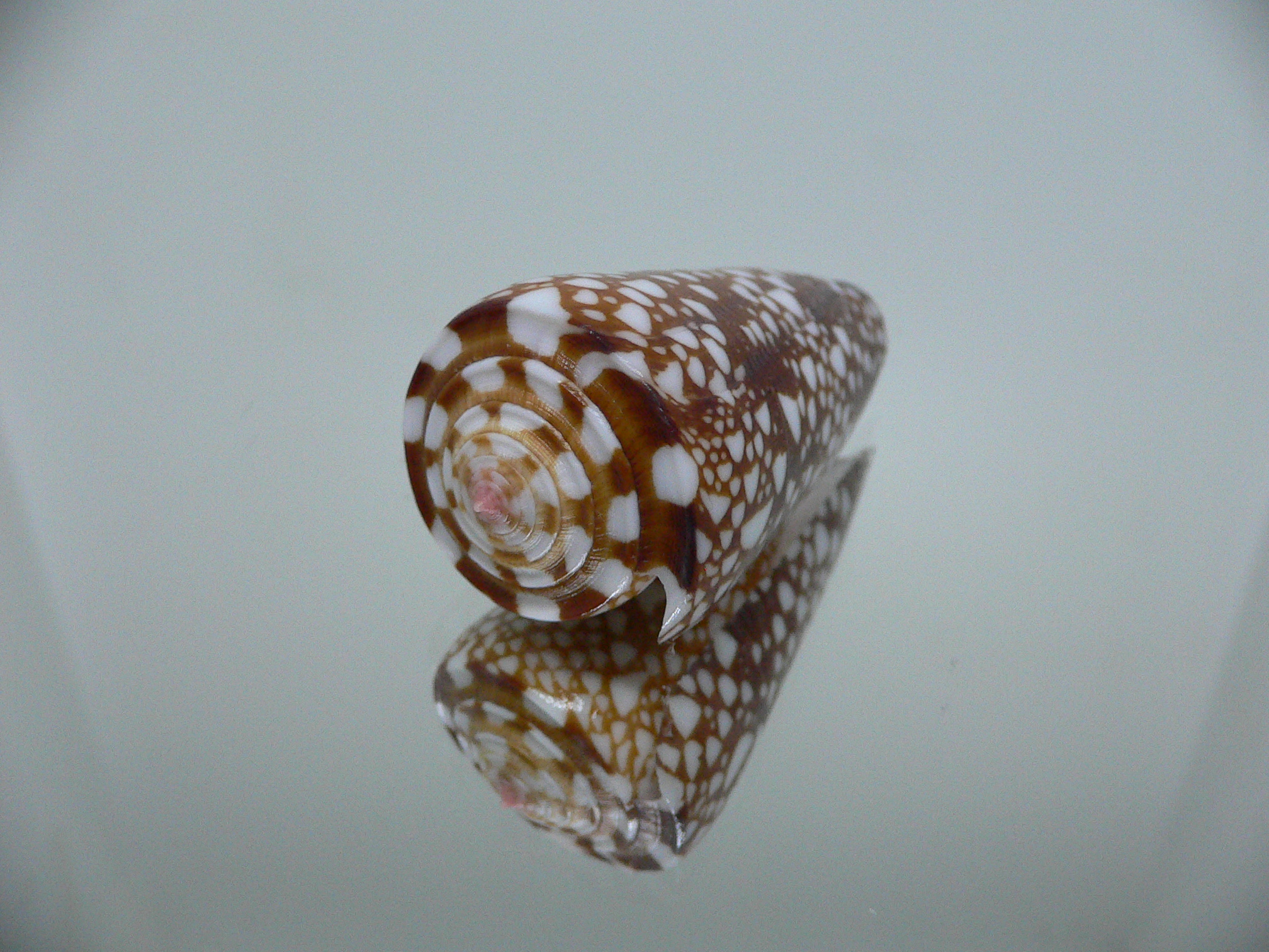 Conus nobilis gisellelieae SUPER & RUSTY