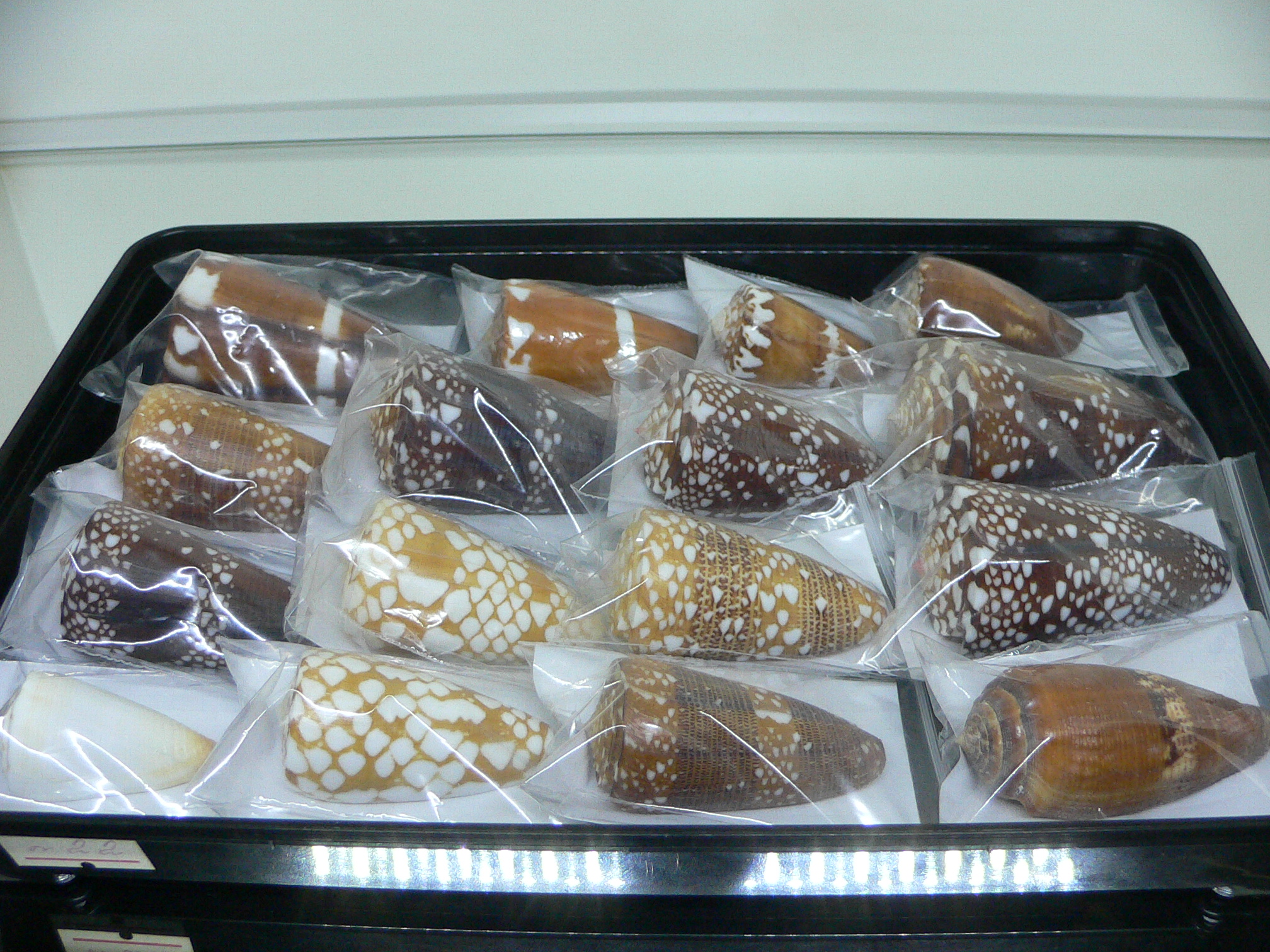 Conus nobilis gisellelieae SUPER & RUSTY