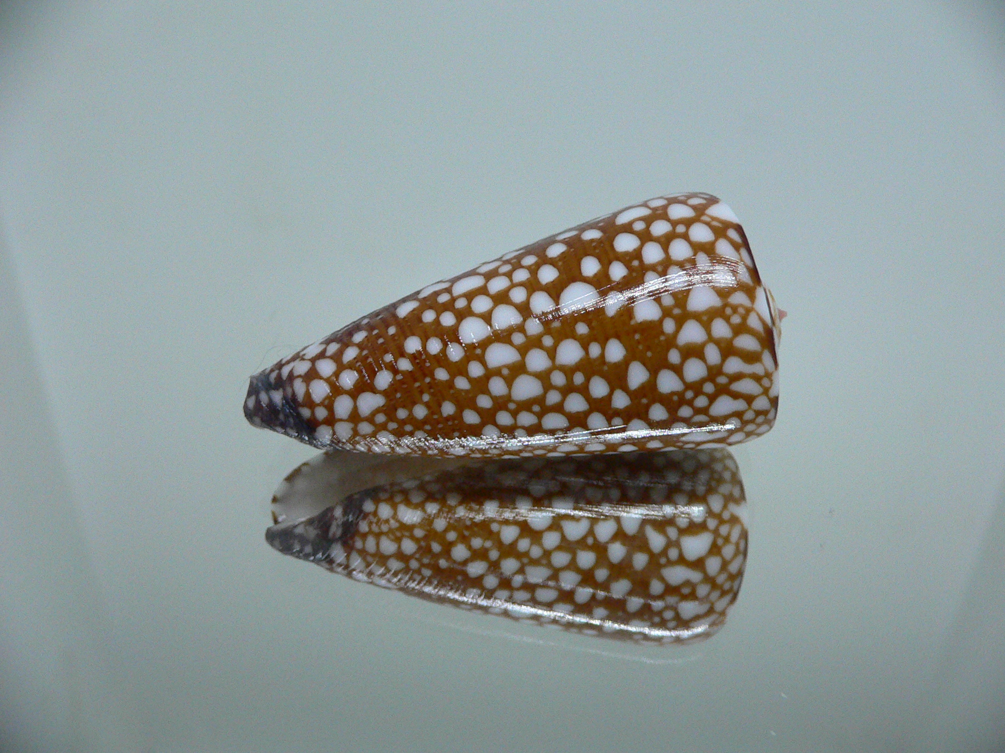 Conus nobilis gisellelieae SUPER & RUSTY