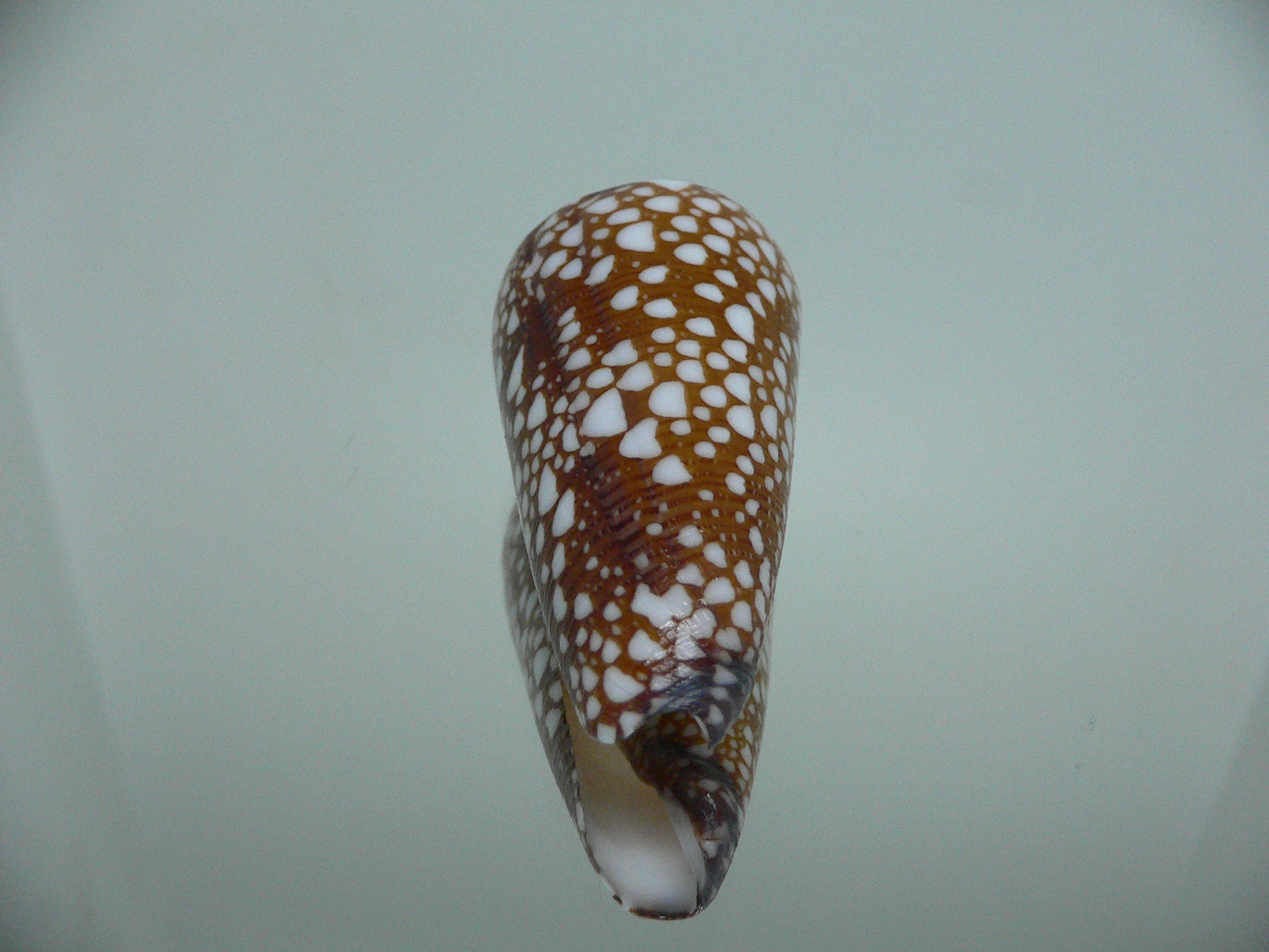 Conus nobilis gisellelieae SUPER & RUSTY