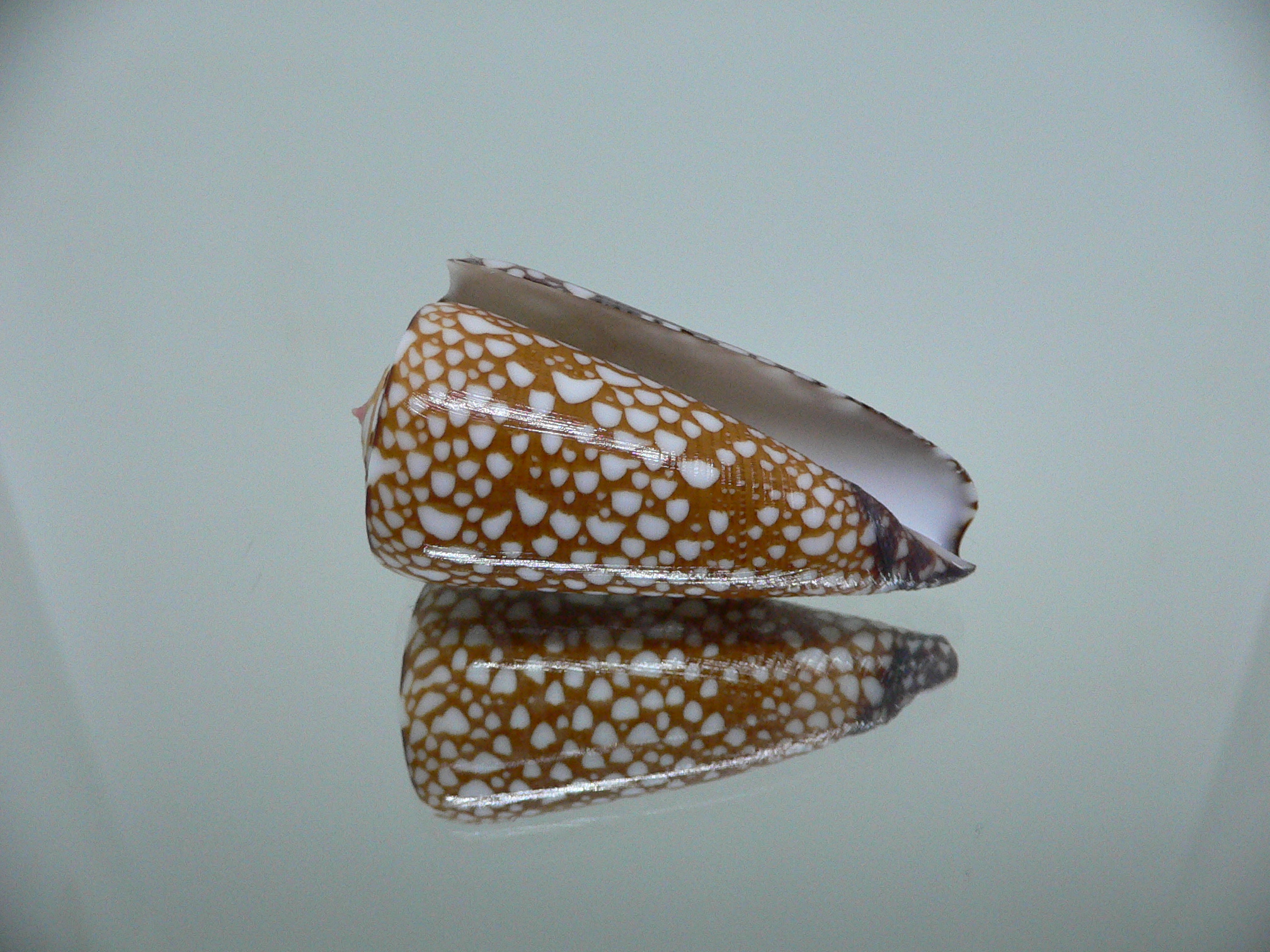 Conus nobilis gisellelieae SUPER & RUSTY