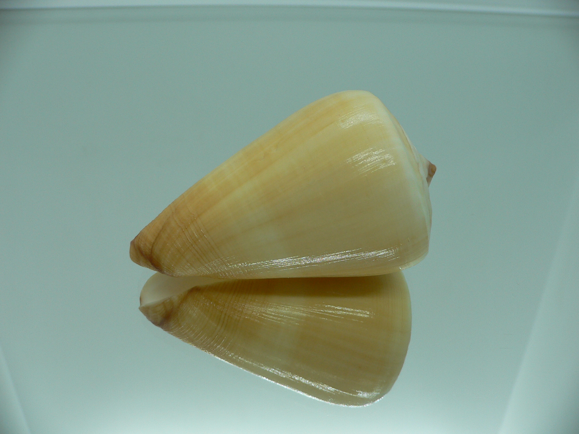 Conus quercinus albonerosa (var.)