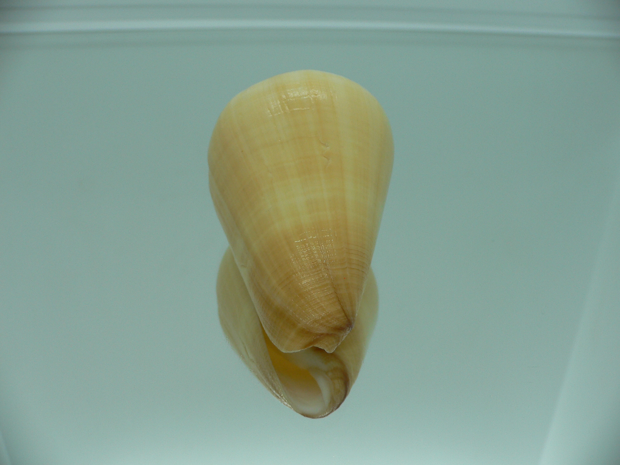 Conus quercinus albonerosa (var.)