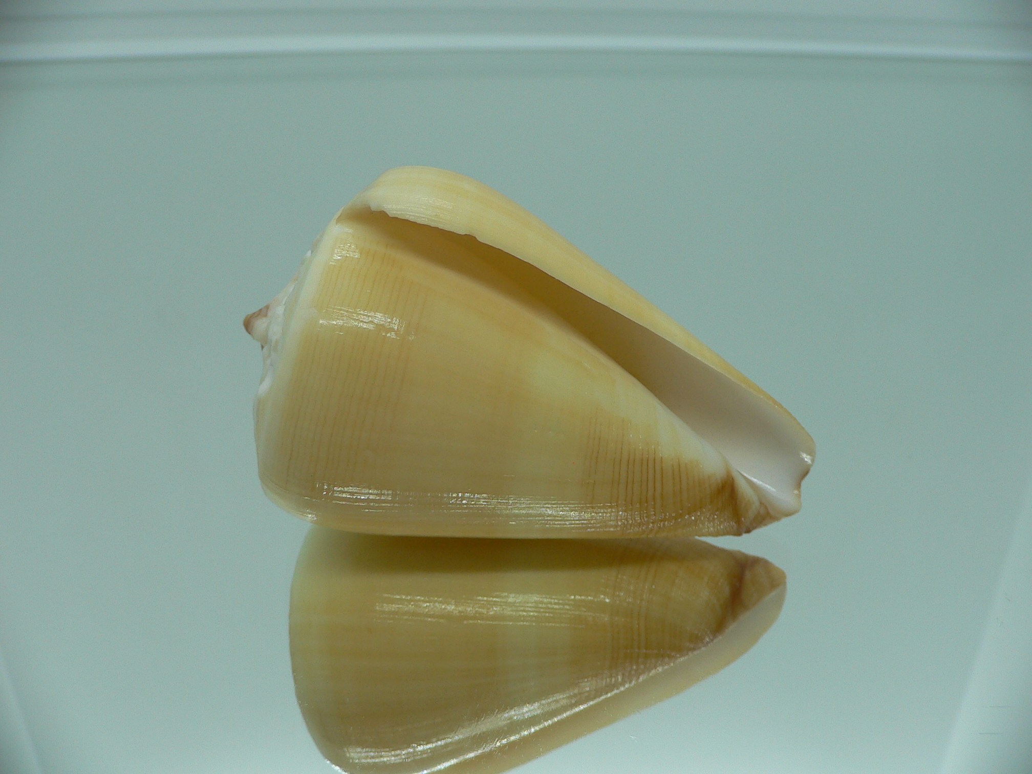 Conus quercinus albonerosa (var.)