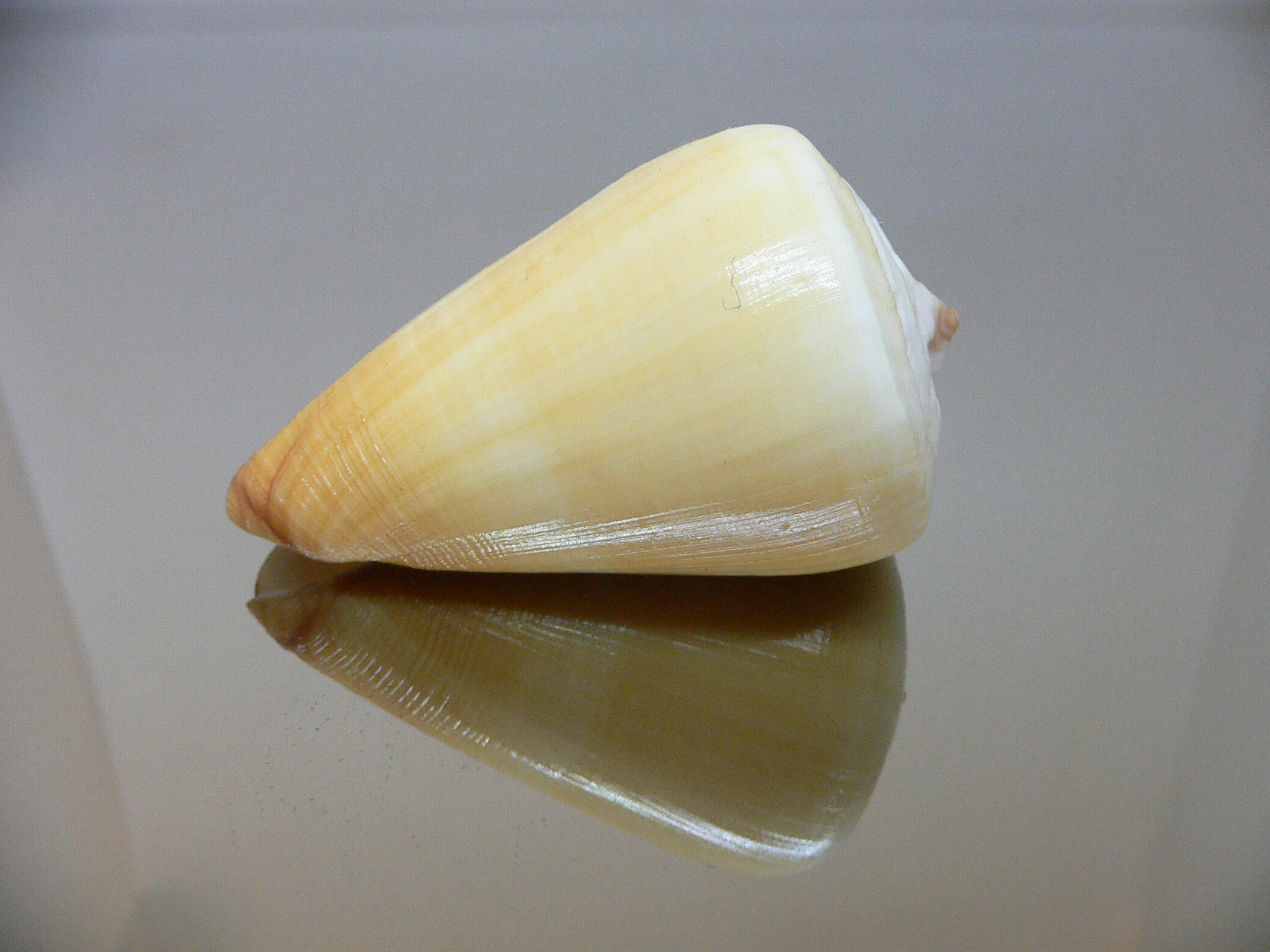 Conus quercinus albonerosa (var.)