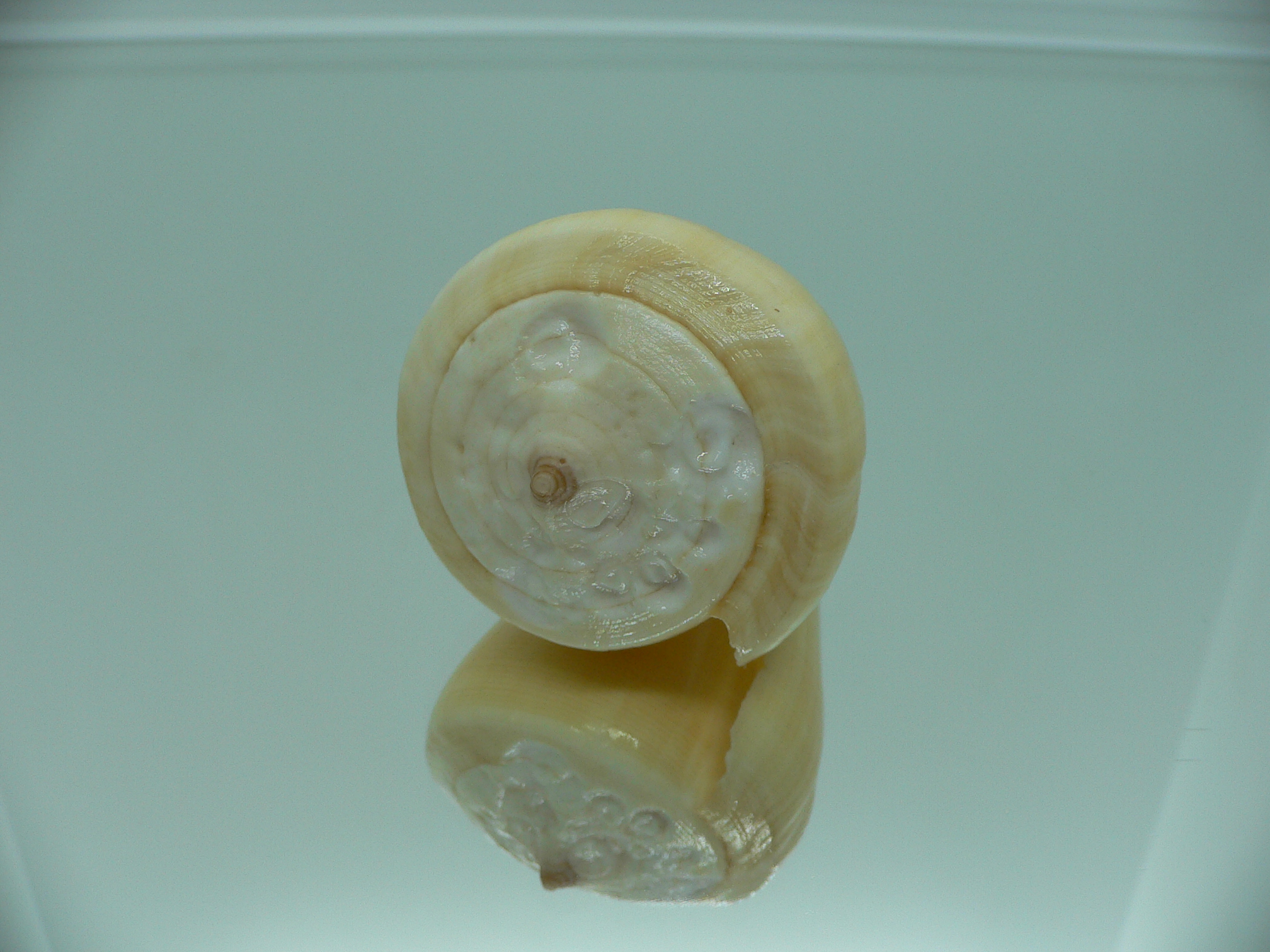 Conus quercinus albonerosa (var.)