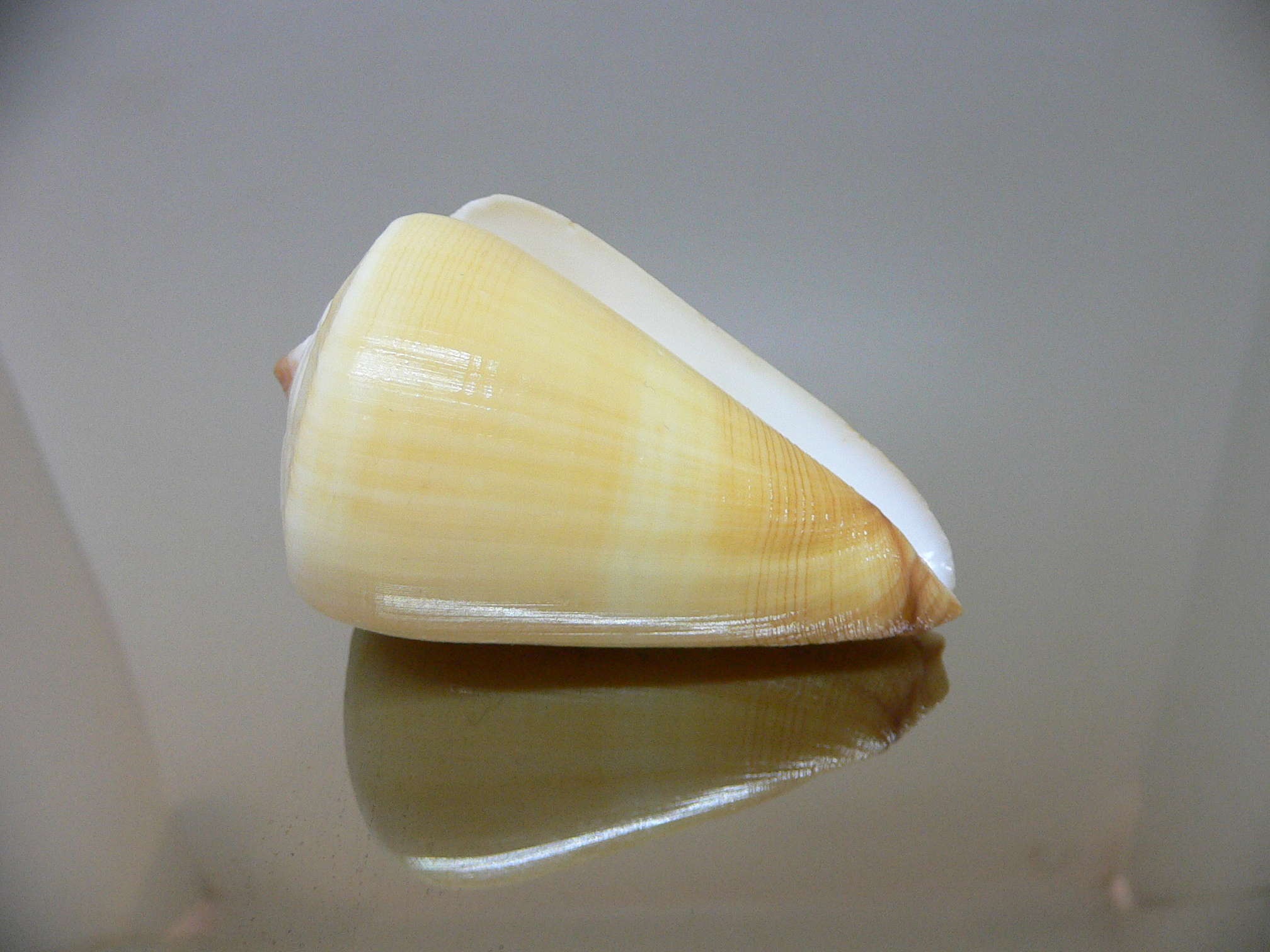 Conus quercinus albonerosa (var.)