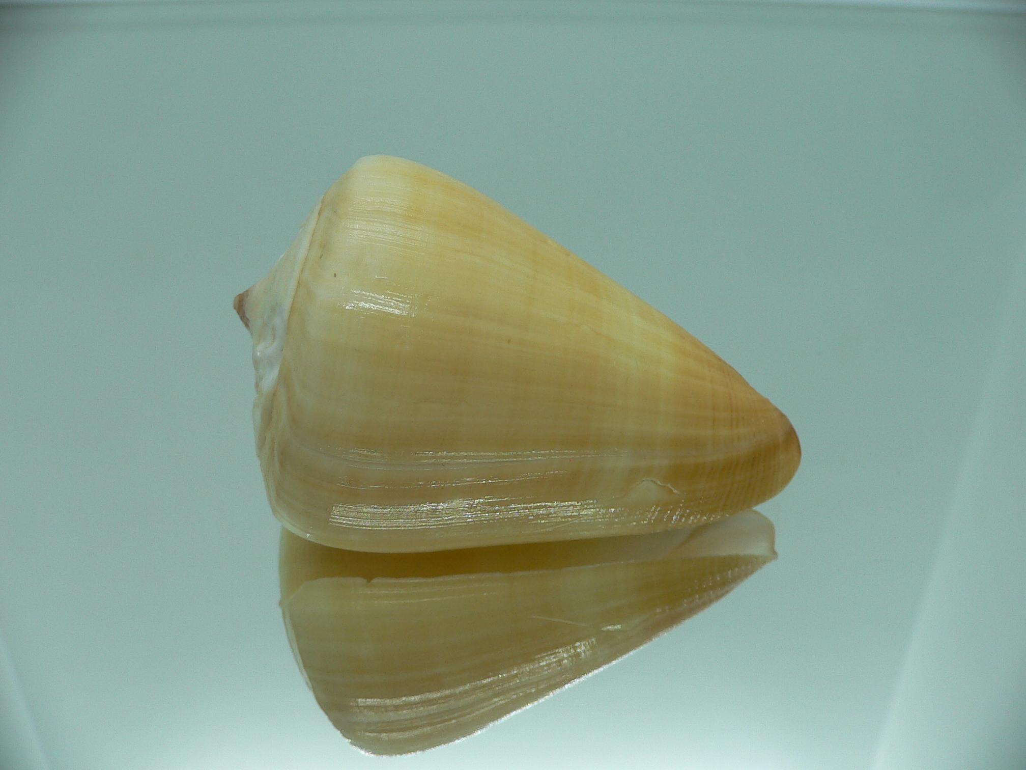 Conus quercinus albonerosa (var.)