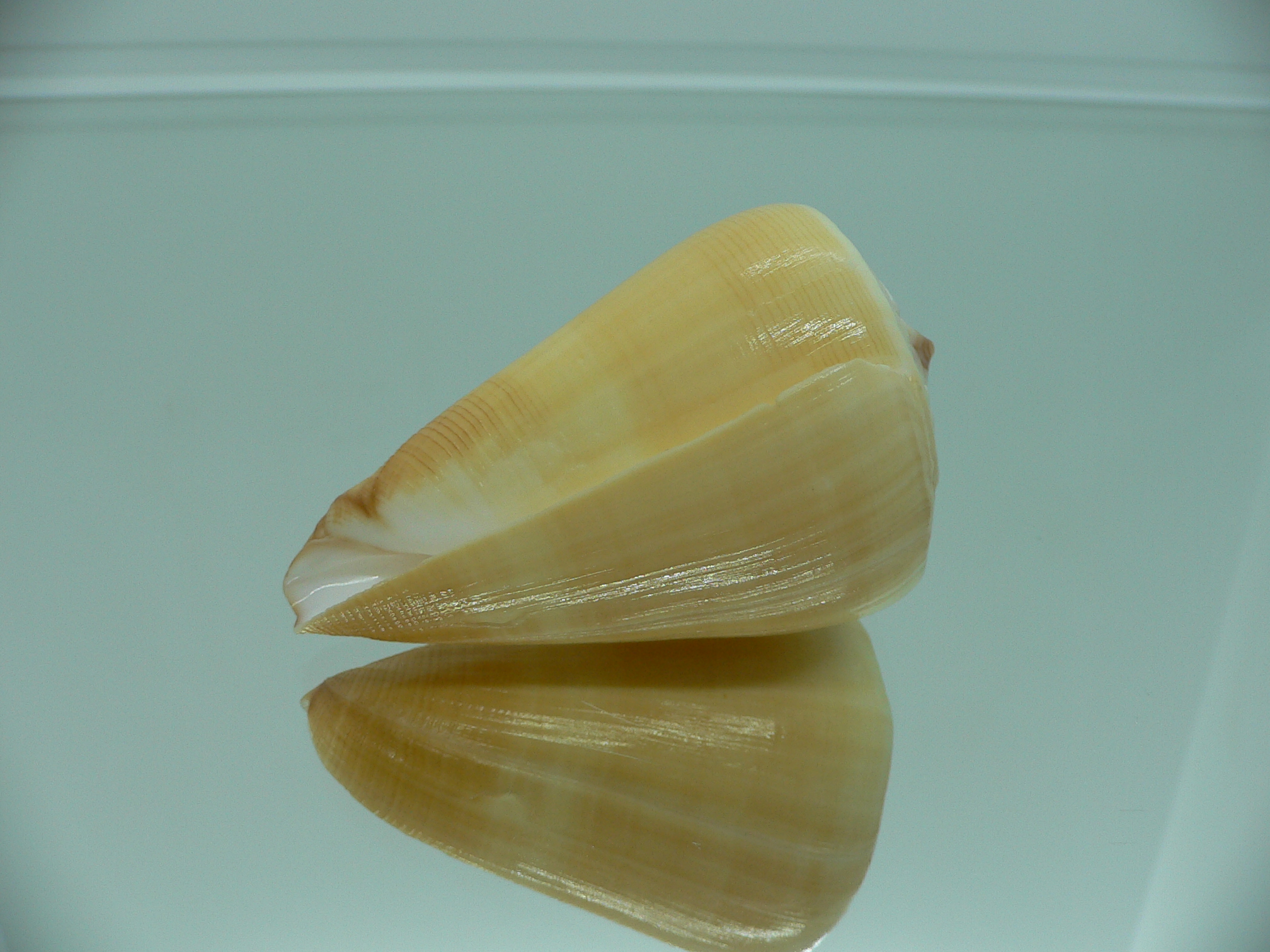 Conus quercinus albonerosa (var.)