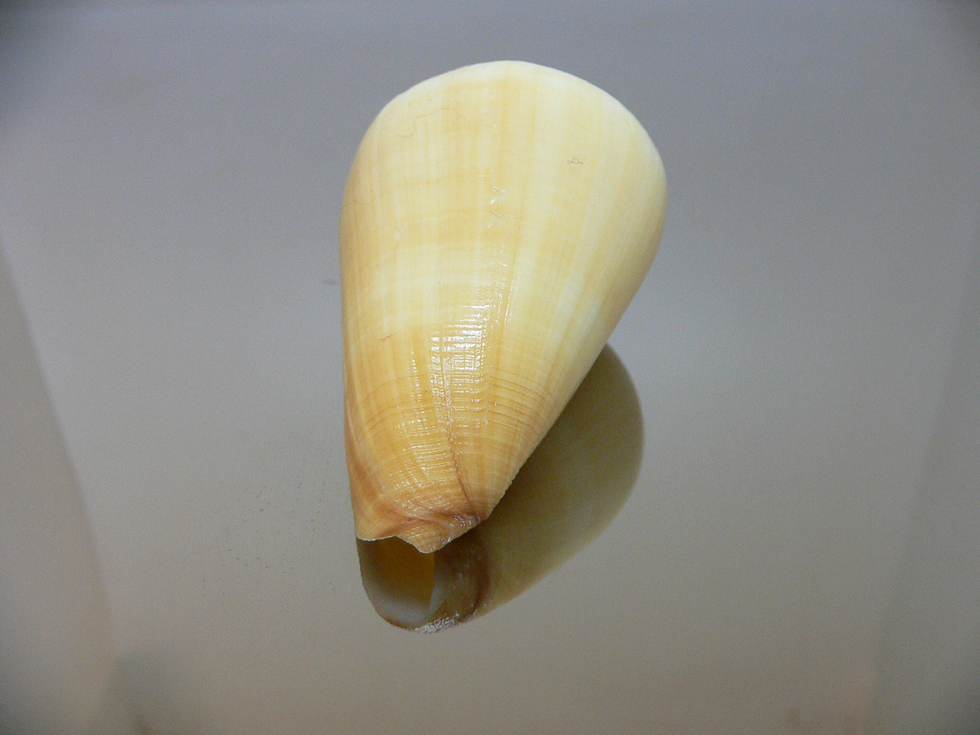 Conus quercinus albonerosa (var.)