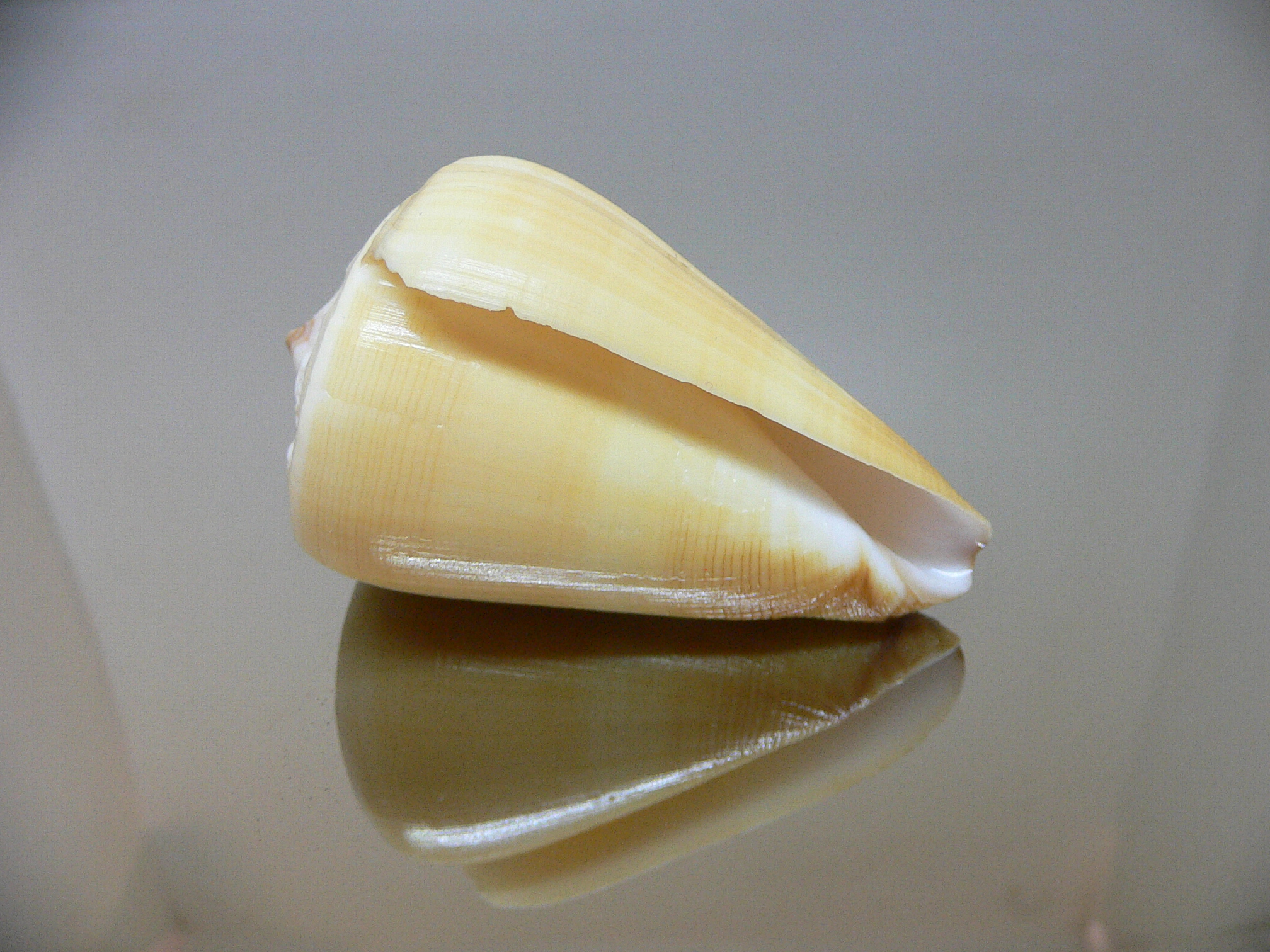 Conus quercinus albonerosa (var.)