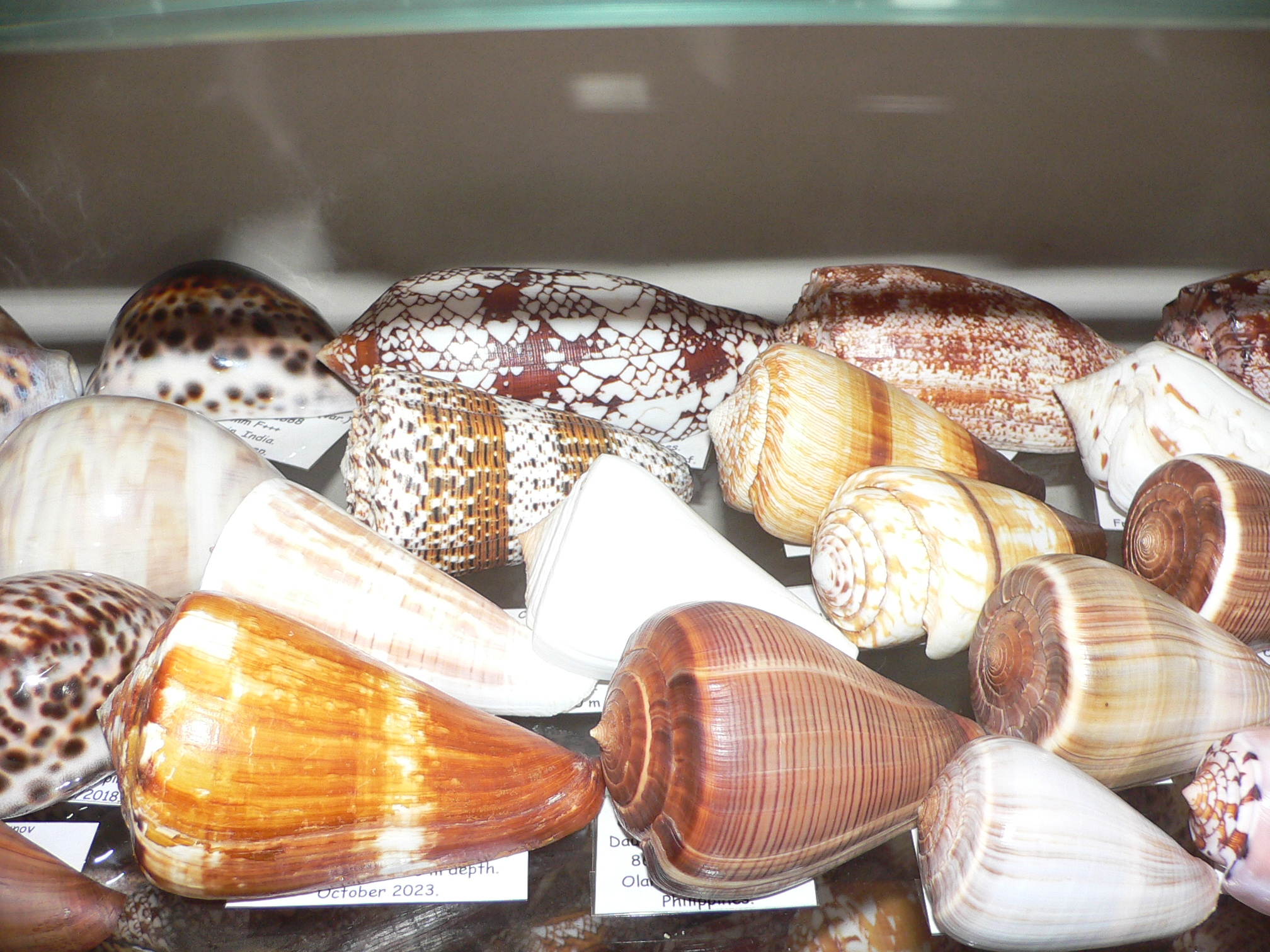 Conus quercinus albonerosa (var.)